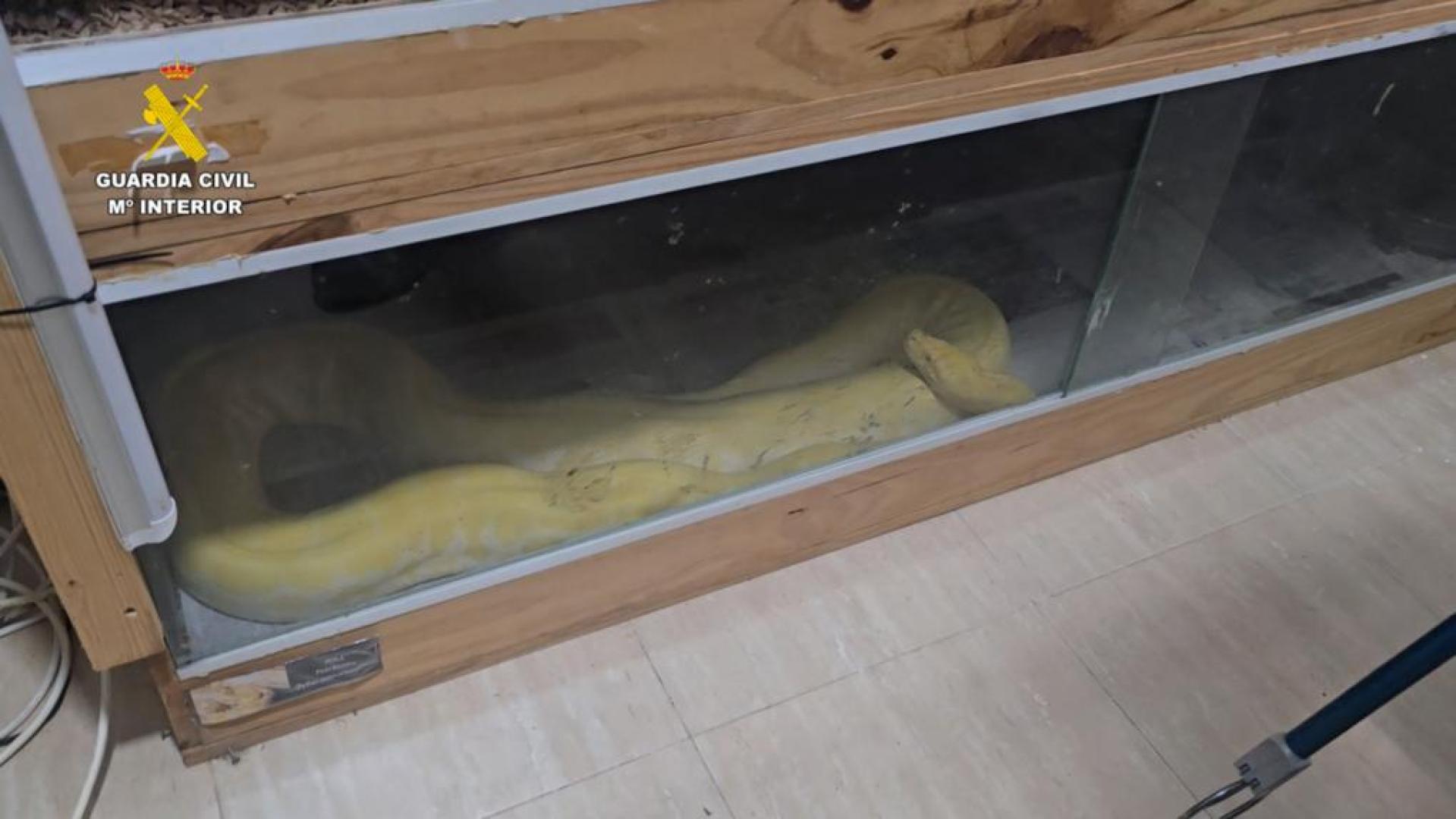 Imagen de uno de los animales que tenía en su piso de Roquetas de mar