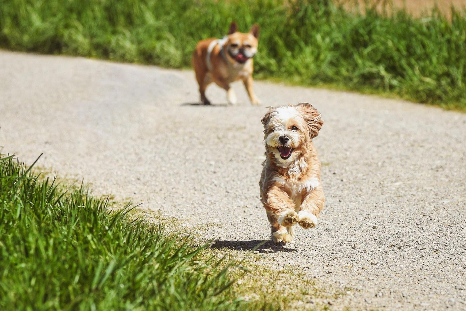El contacto de los perros con la oruga procesionaria suele producirse al olerlas o tocarlas con el hocico