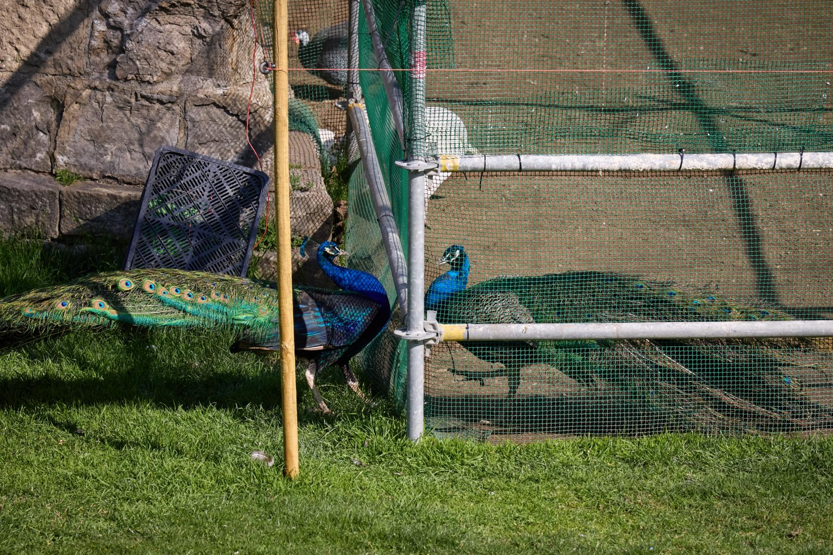 Un pavo enjaulado frente a otro libre, en una imagen tomada el jueves 26 de febrero.