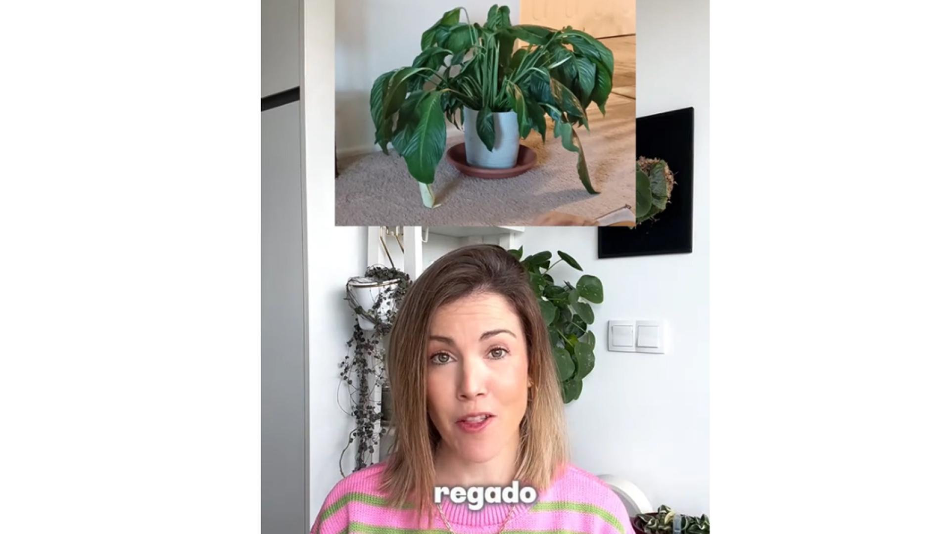 Consejos