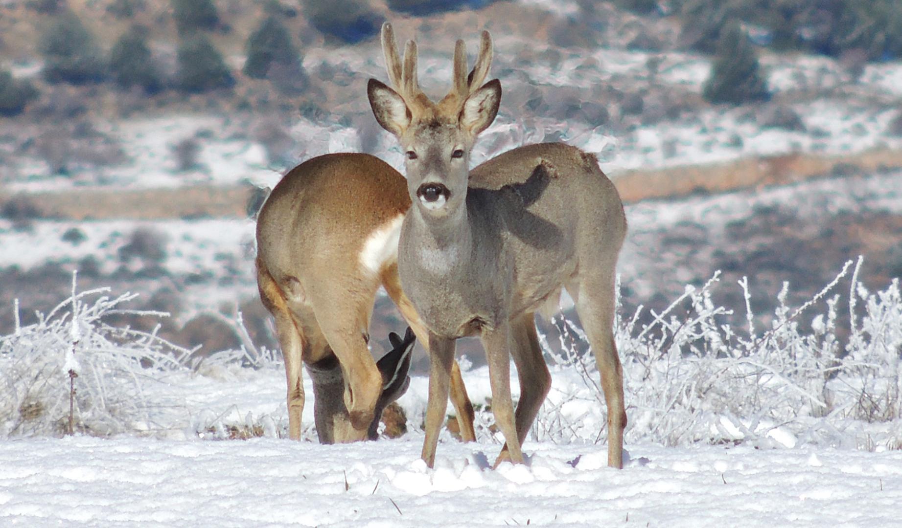 Dos corzos sobre la nieve