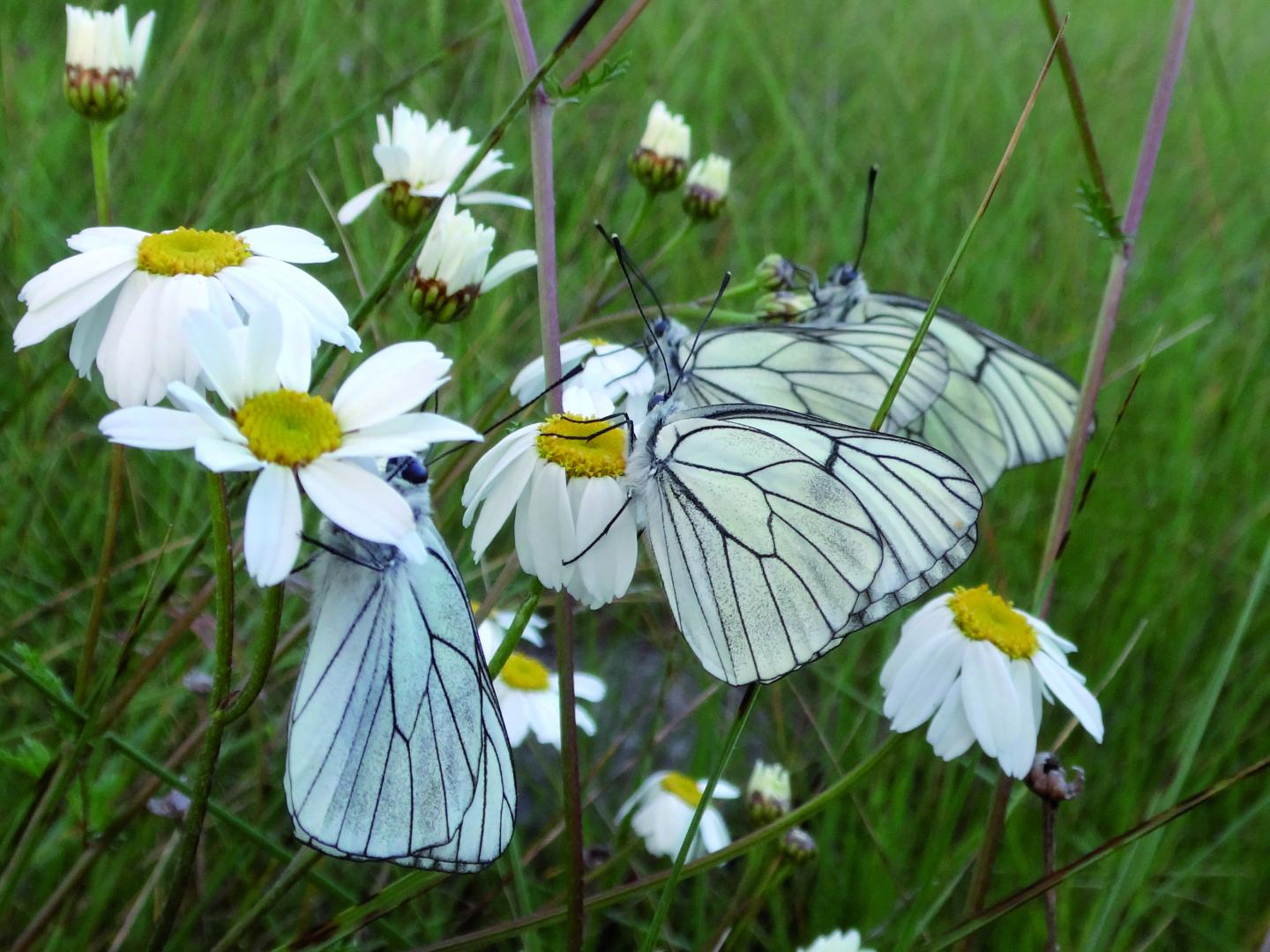 Varios ejemplares de Blanca del Majuelo, Aporia crataegi, se preparan para dormir al atardecer.