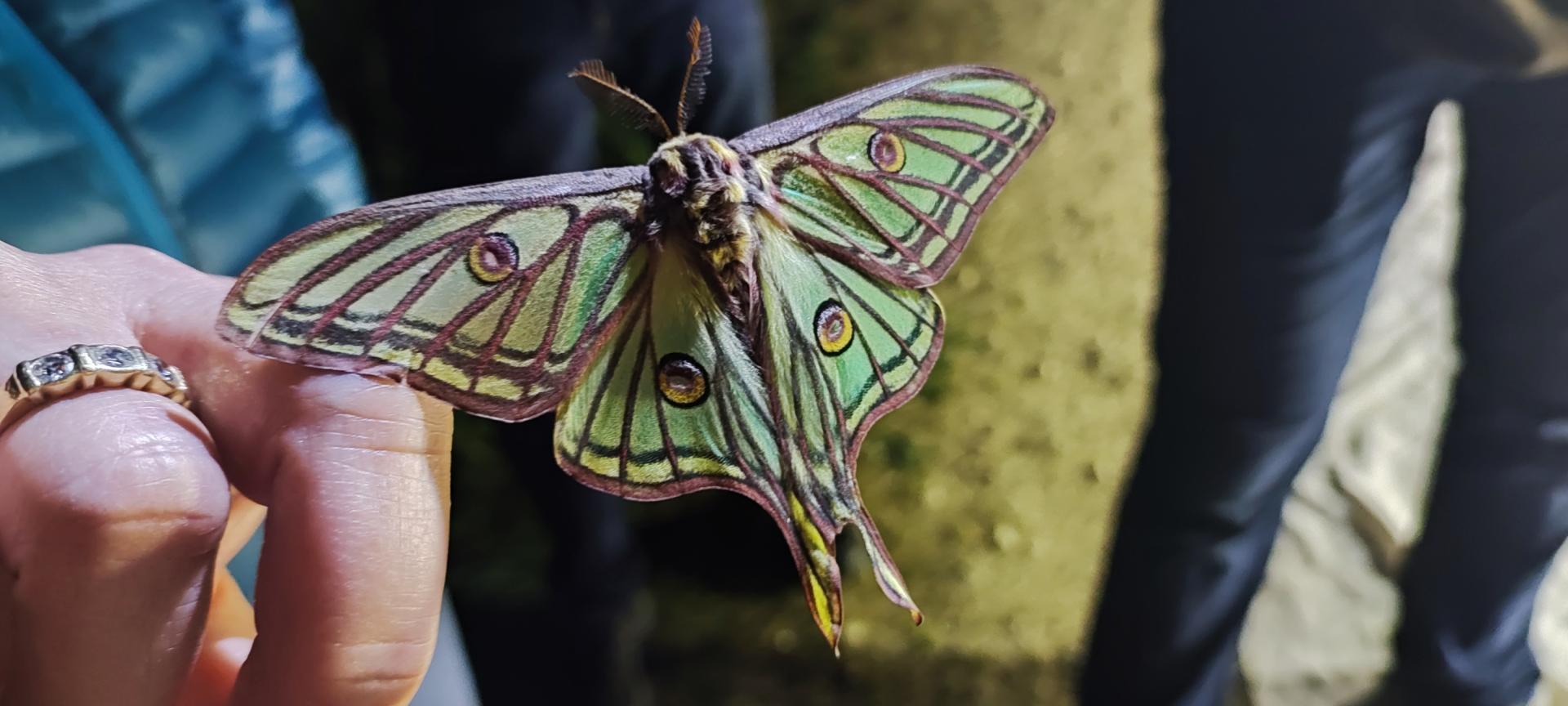 Graellsia, Actias isabelae, avistada en una de las salidas nocturnas organizadas por el Servicio de Medio Ambiente del ayuntamiento del Valle de Aranguren (Naturgunea) y la Asociación ZERYNTHIA.
