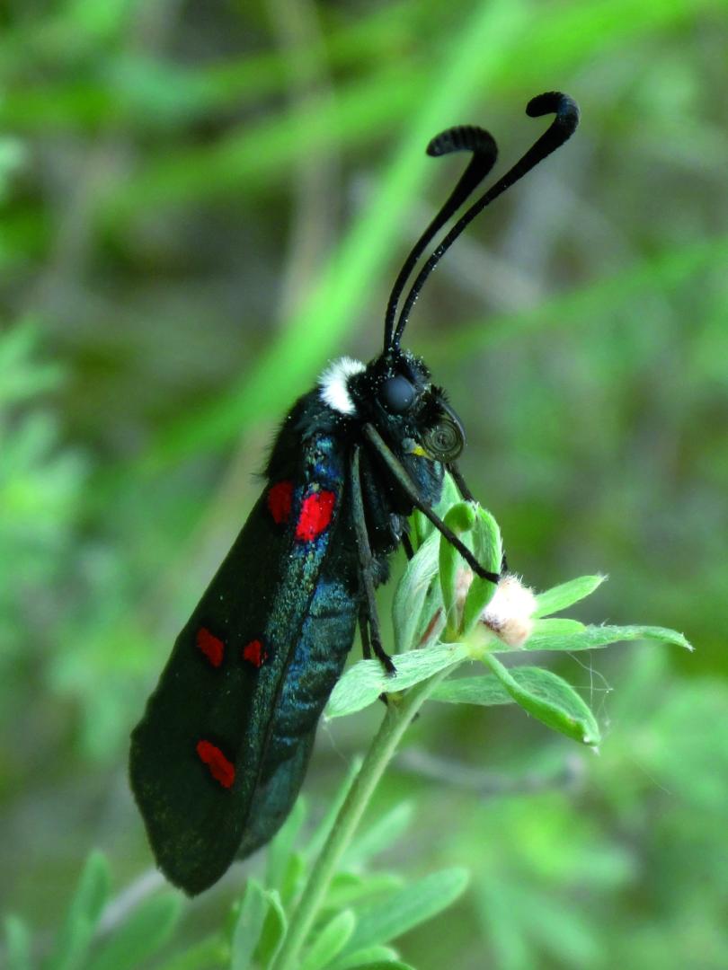 La Gitanilla del Collar Blanco, Zygaena lavandulae, es una de las especies de zygenas que podemos encontrar en el valle. Destacan sus colores metalizados y las antenas en forma de maza