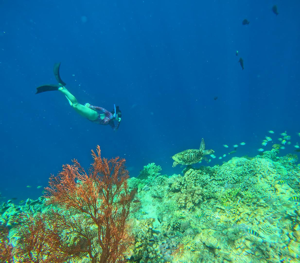 Raquel Vidorreta, buceando junto a una tortuga marina