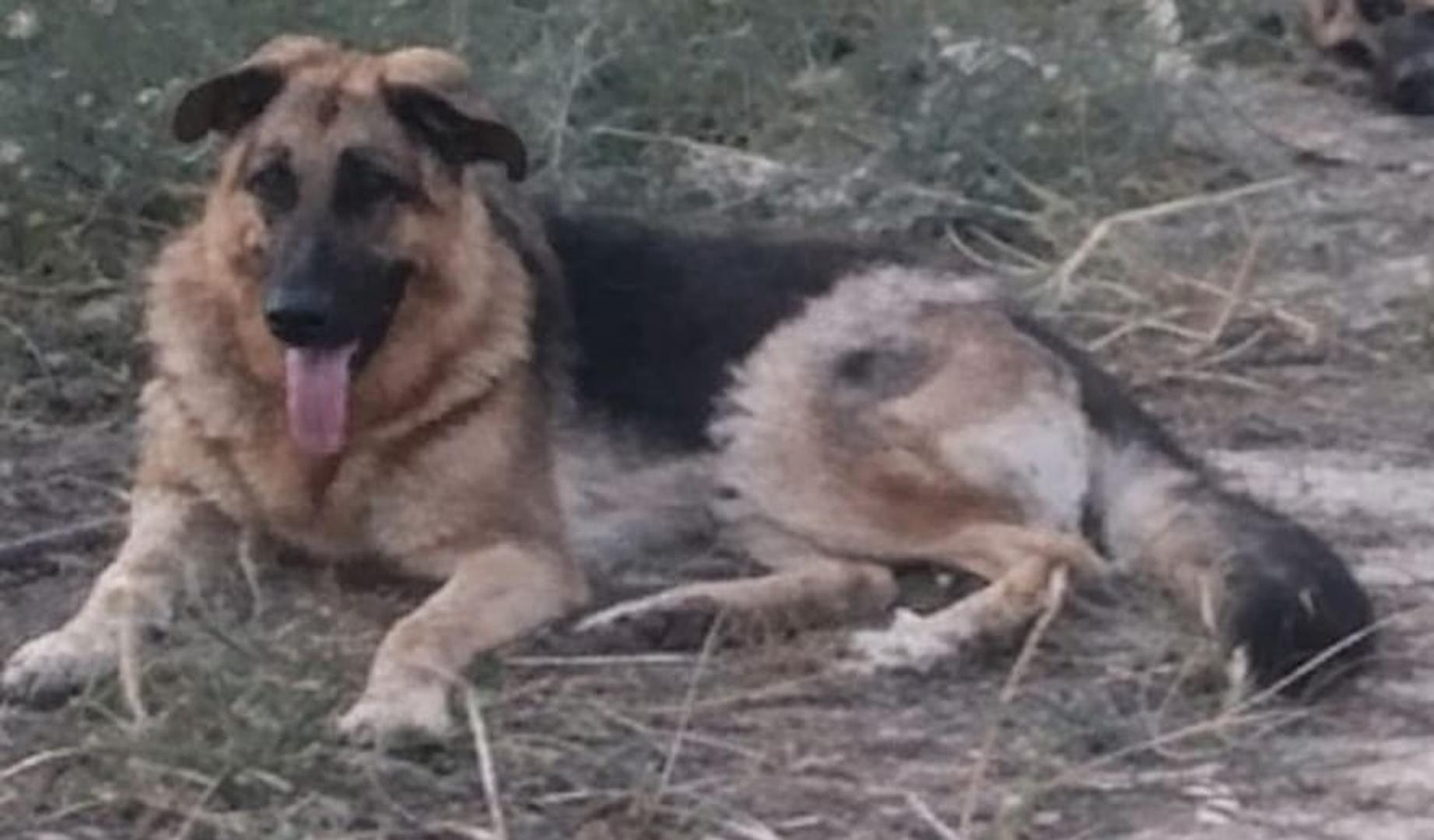 Buscan a Indi en Barasoain