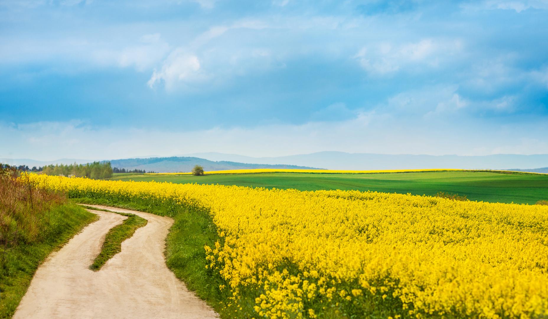 Campos en flor durante la primavera