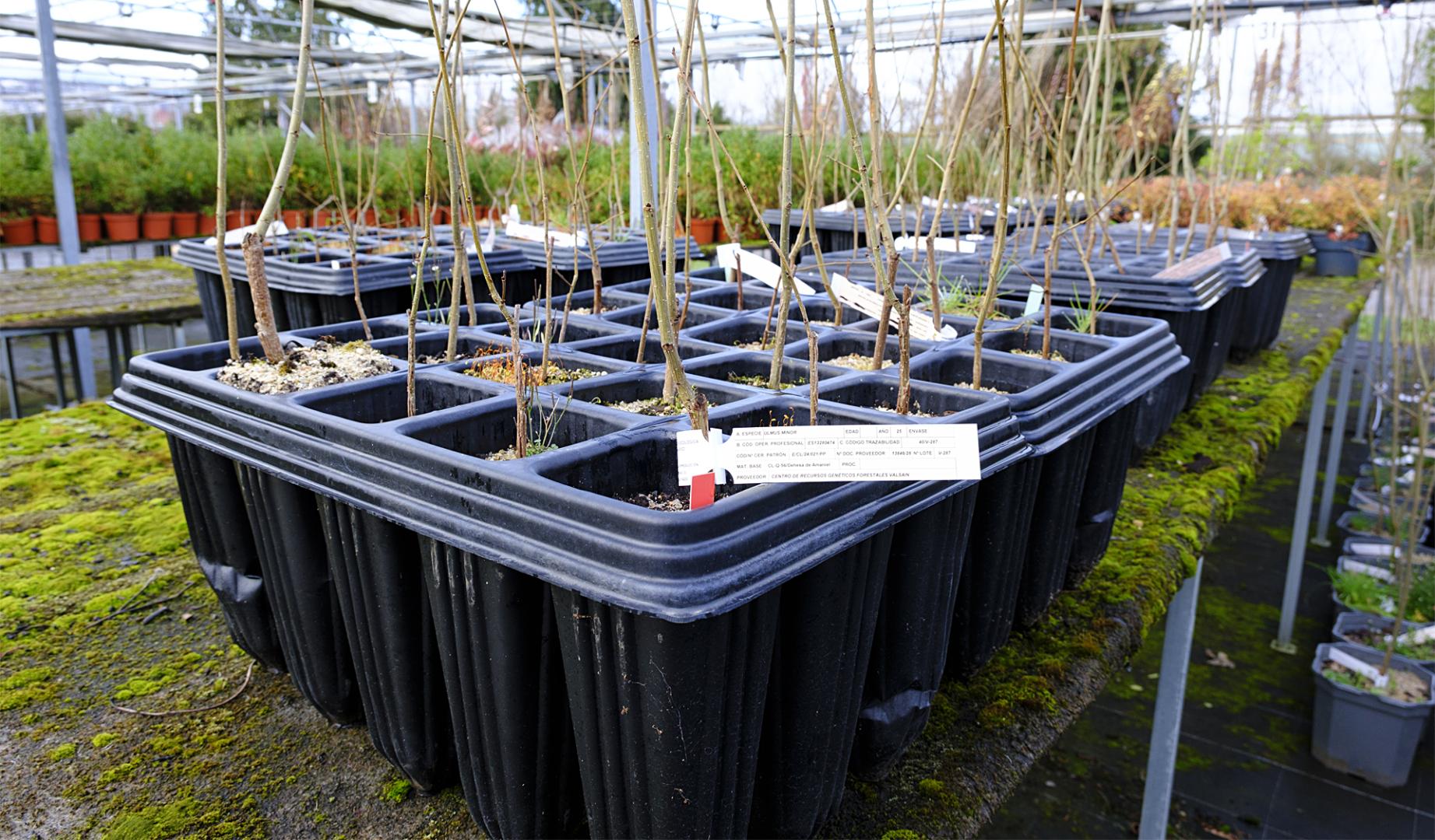 Ejemplares preparados para su plantación