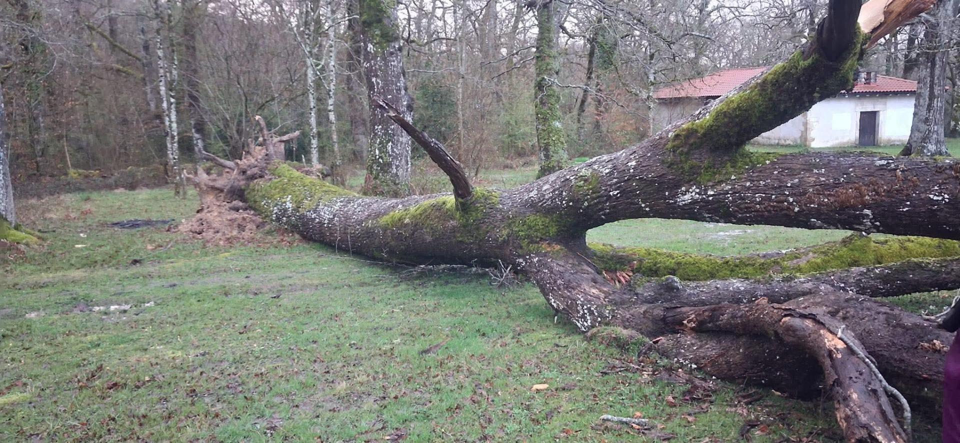 Estado en que quedó el roble caído, con la ermita de San Pedro al fondo.