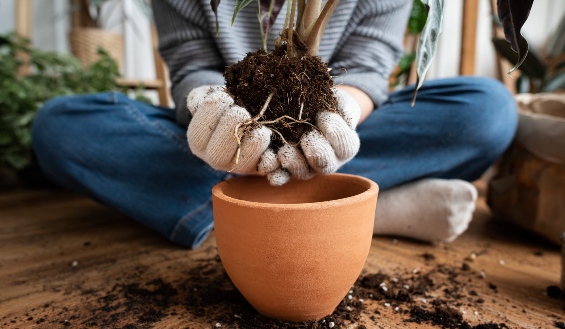 La primavera es época de plantar diferentes plantas