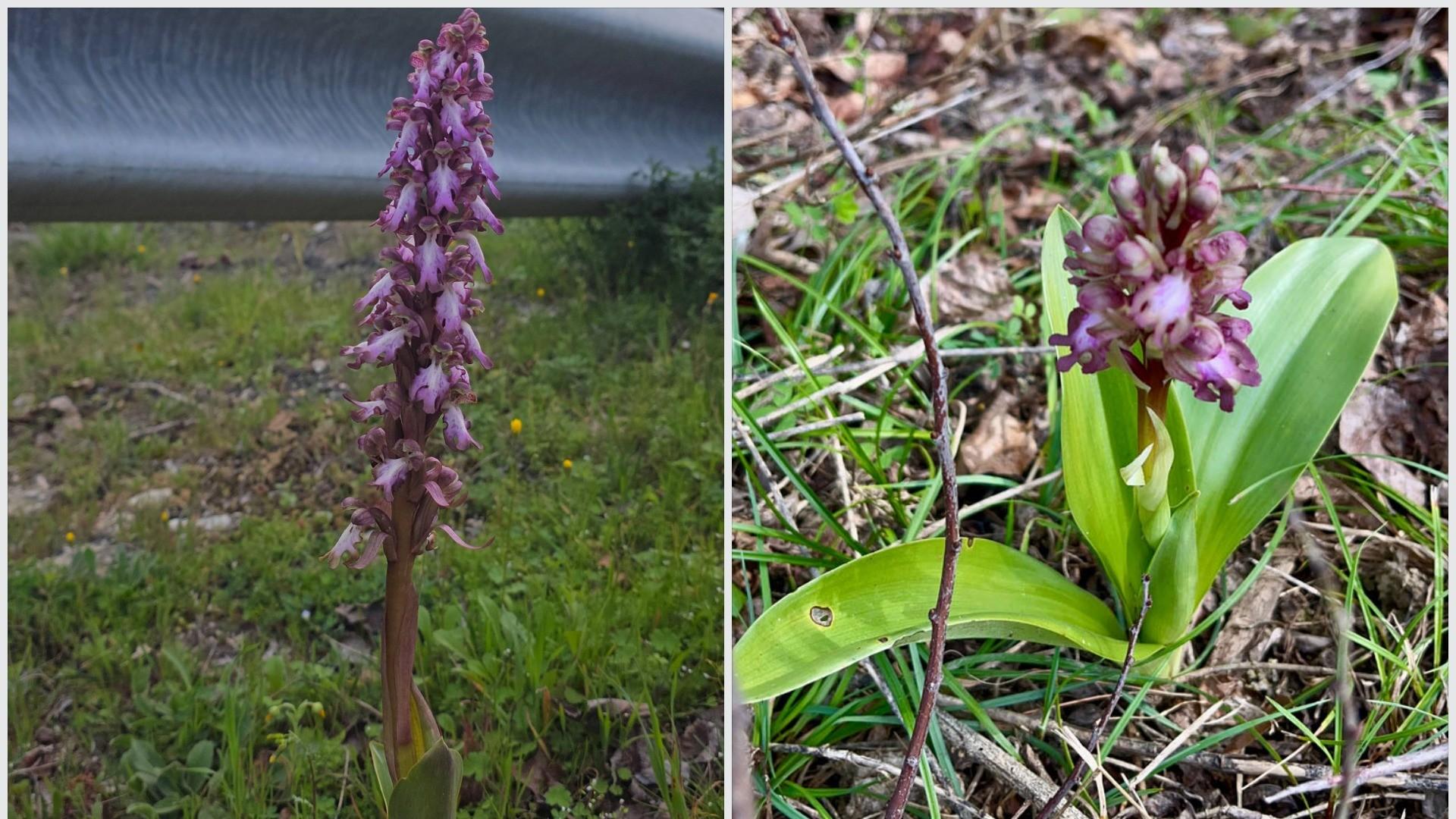 A la izquierda, ejemplar de Ciriza en una imagen del jueves; a la derecha, orquídea fotografiada el 2 de marzo en Landaben