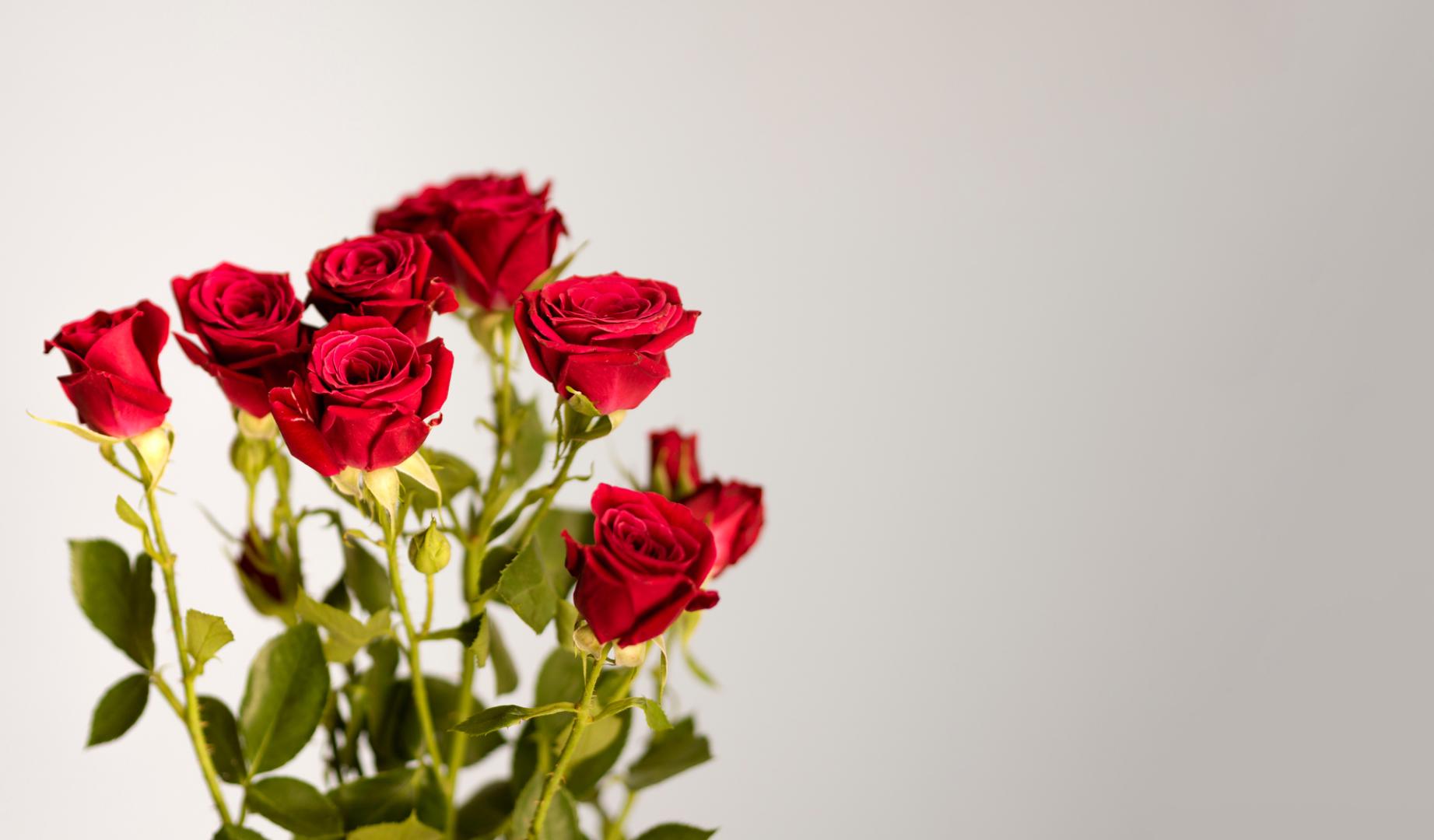 Rosas rojas