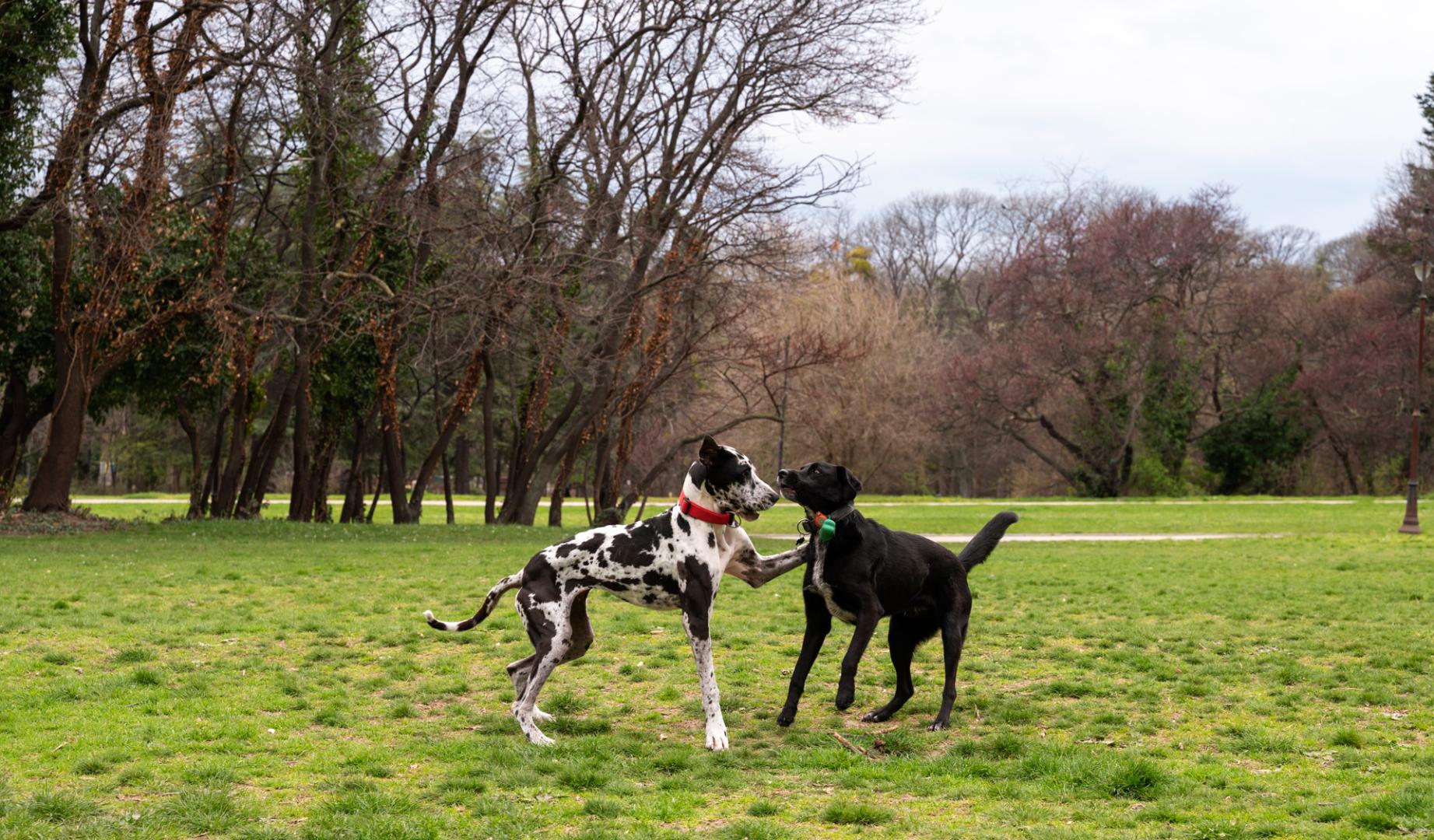 Dos perros jugando