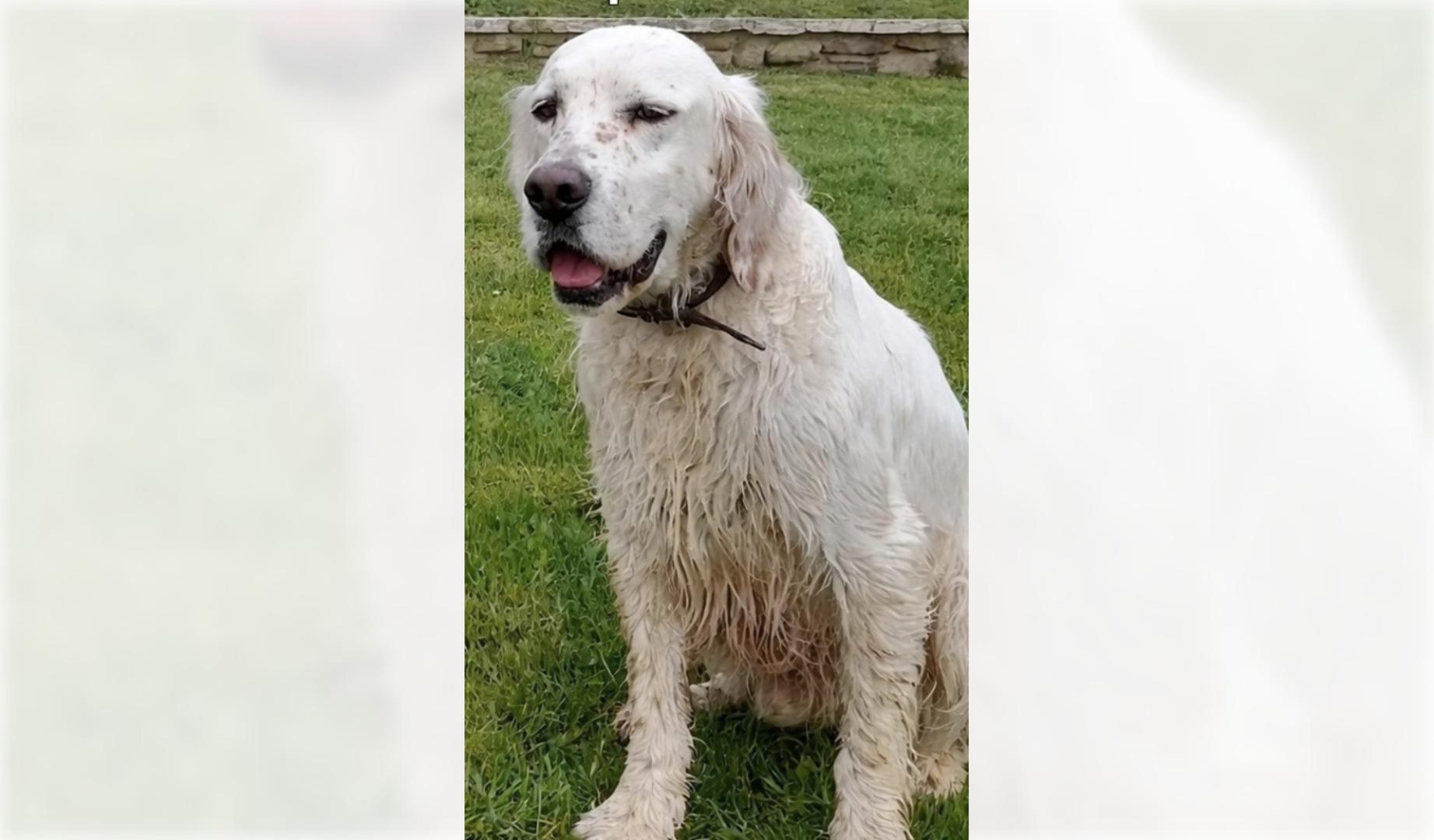 Ori, en la imagen difundida para su búsqueda