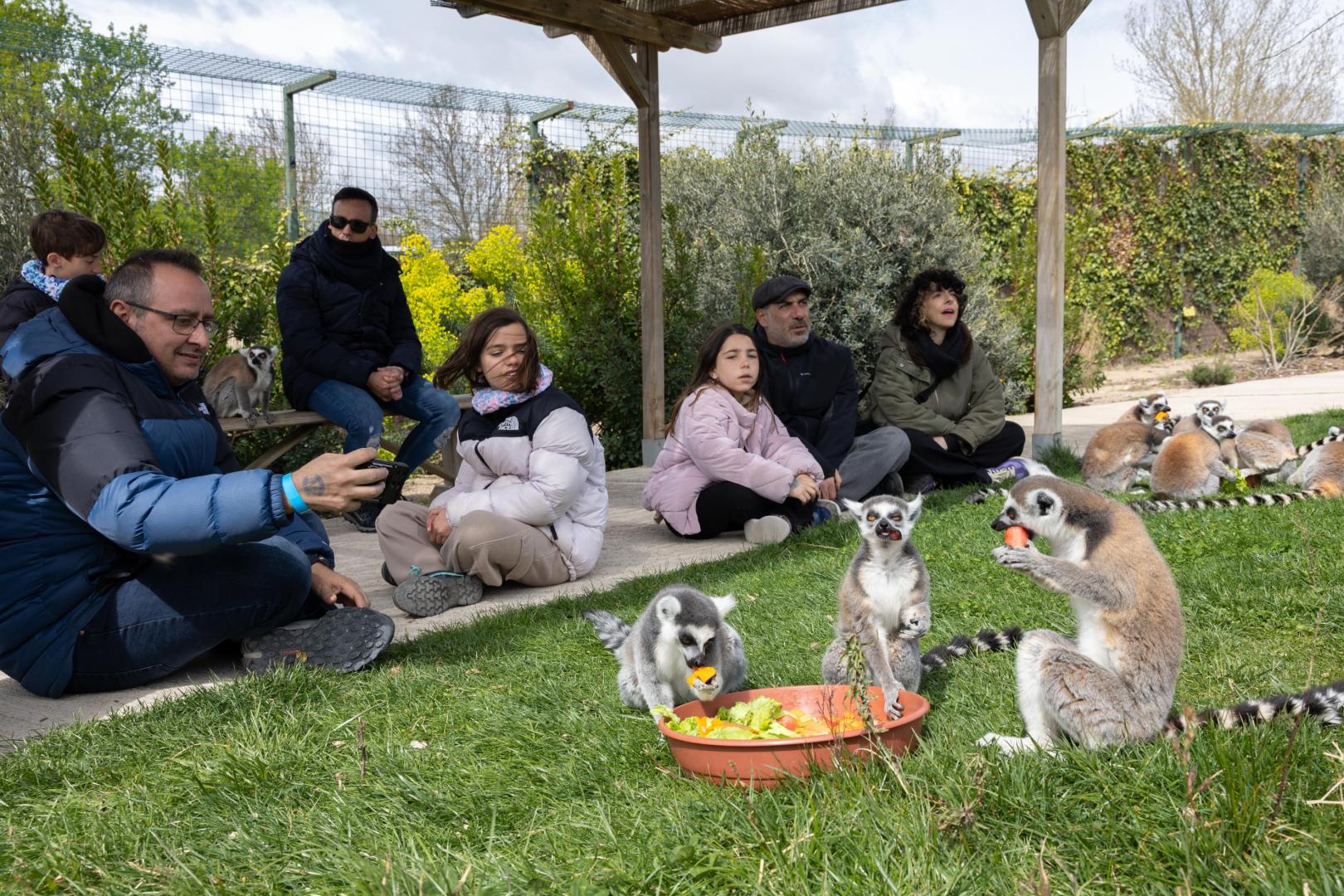 Los lemures, animales simpáticos y sociales, atraen a numeroso público.