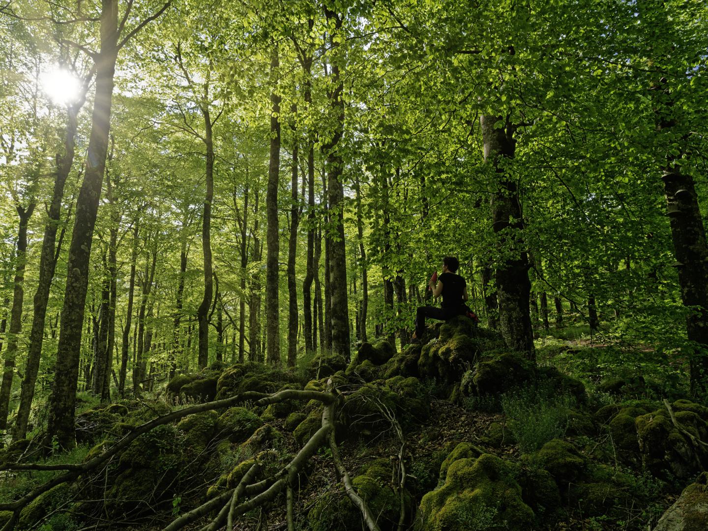 *La primavera, en un bosque de hayas en Urbasa.