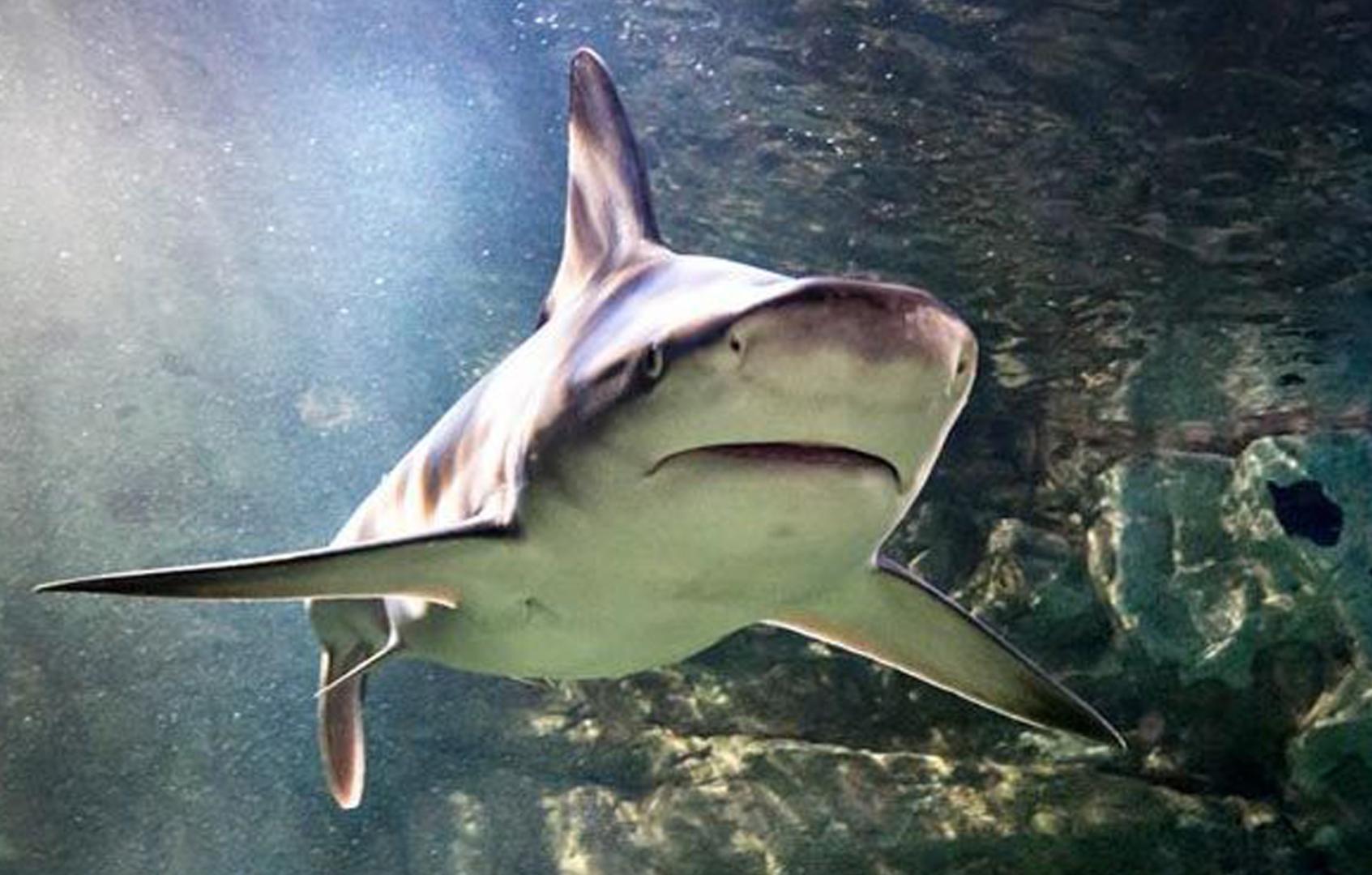 Un estudio sobre tiburones analizará cómo tratar enfermedades sanguíneas como la leucemia