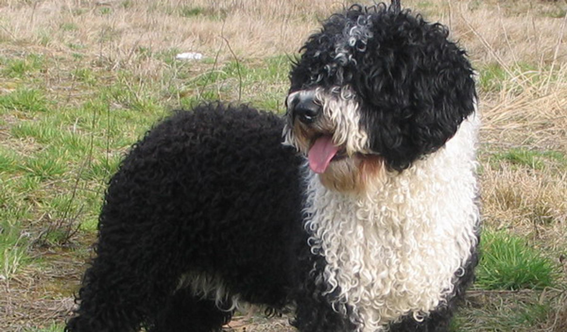 Perro de Agua Español