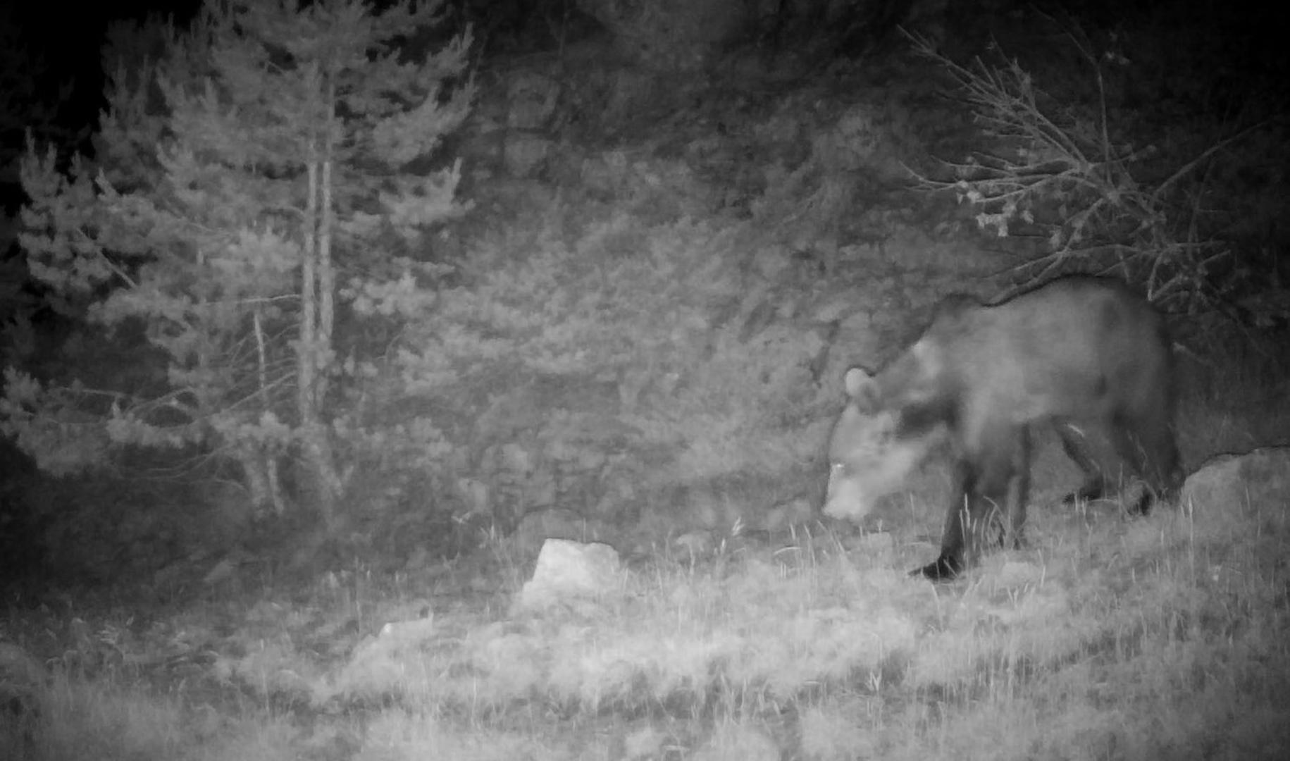 El joven oso pardo ‘Beroi’, en el Pirineo de Navarra, captado de noche en 2025 por una cámara de fototrampeo