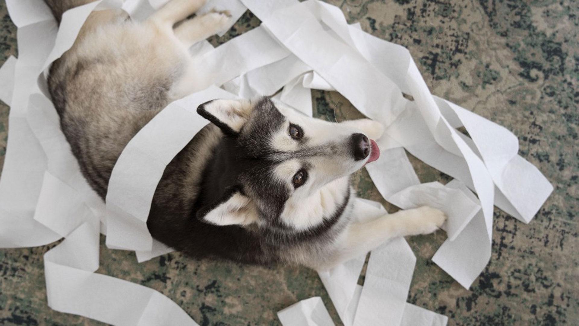 Un perro pillado jugando con el papel higiénico