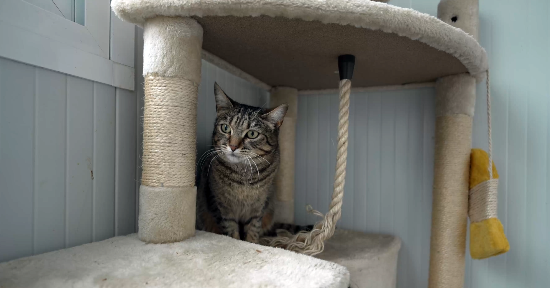 Uno de los gatos en el Centro de Atención a Animales del Ayuntamiento de Pamplona