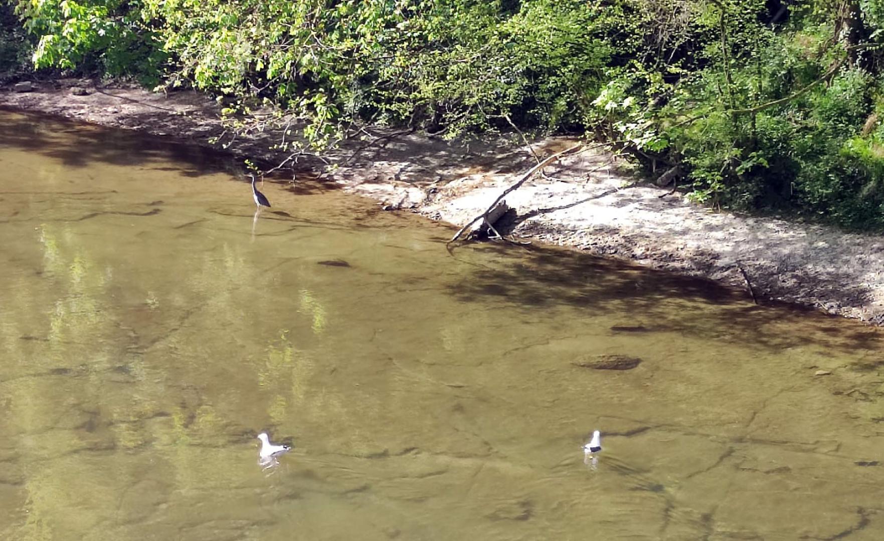gaviotas