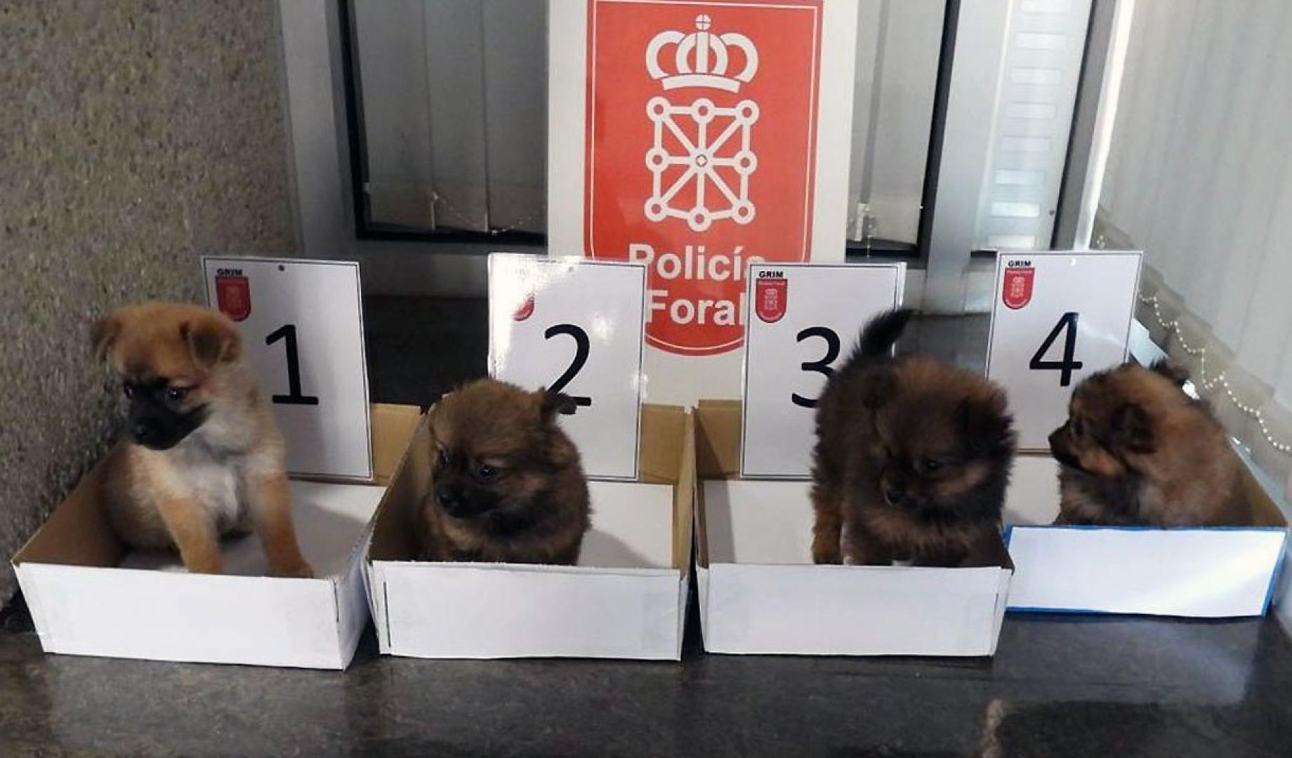 cachorros