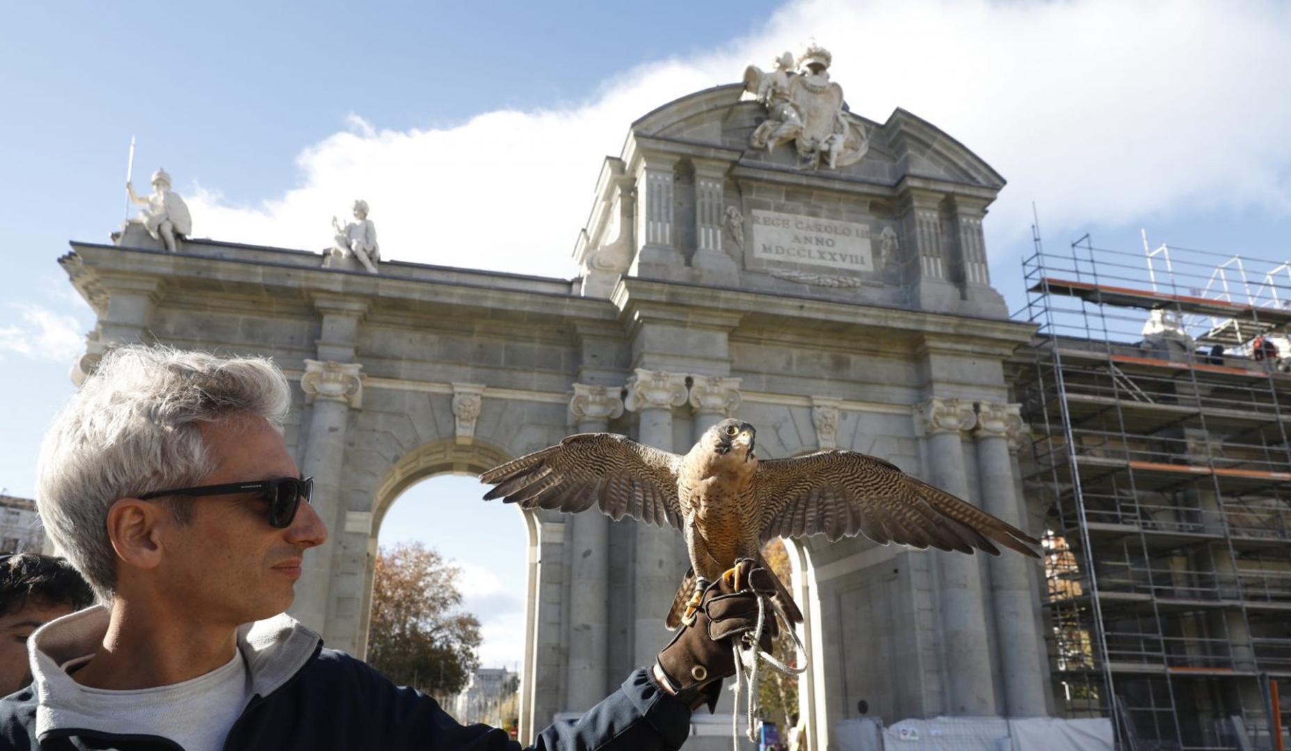 Una de las aves utilizadas para ahuyentar las palomas en las inmediaciones de la Puerta de Alcalá