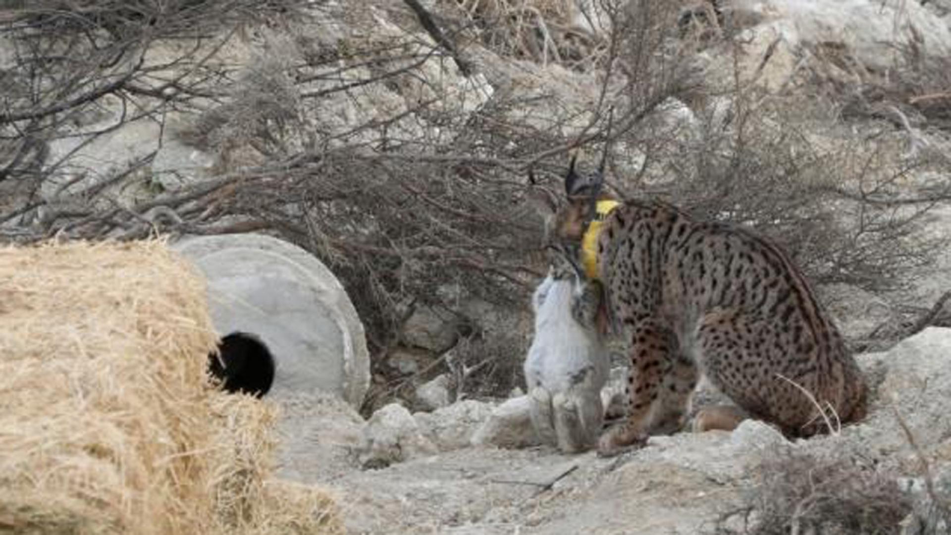 Lince