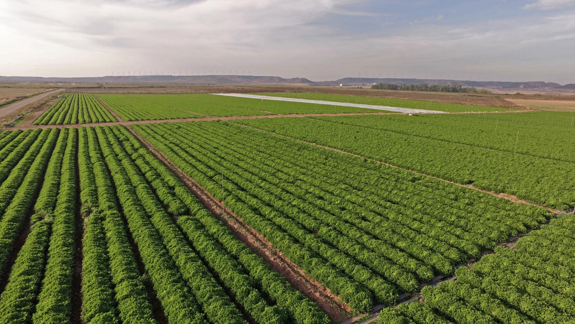 Area de cultivo de Vegetales Línea Verde en Tudela