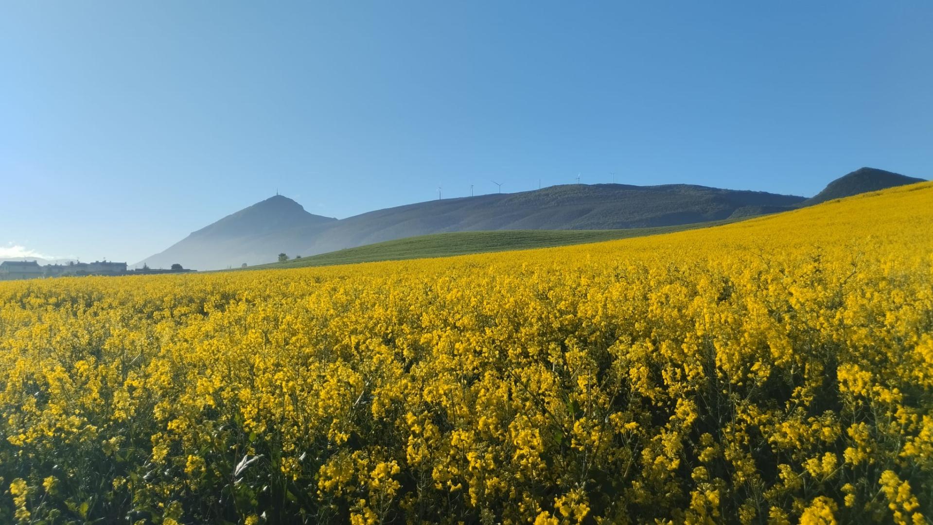 Campo de colza entre Imárcoain y Torres de Elorz, con la Higa de Monreal de fondo