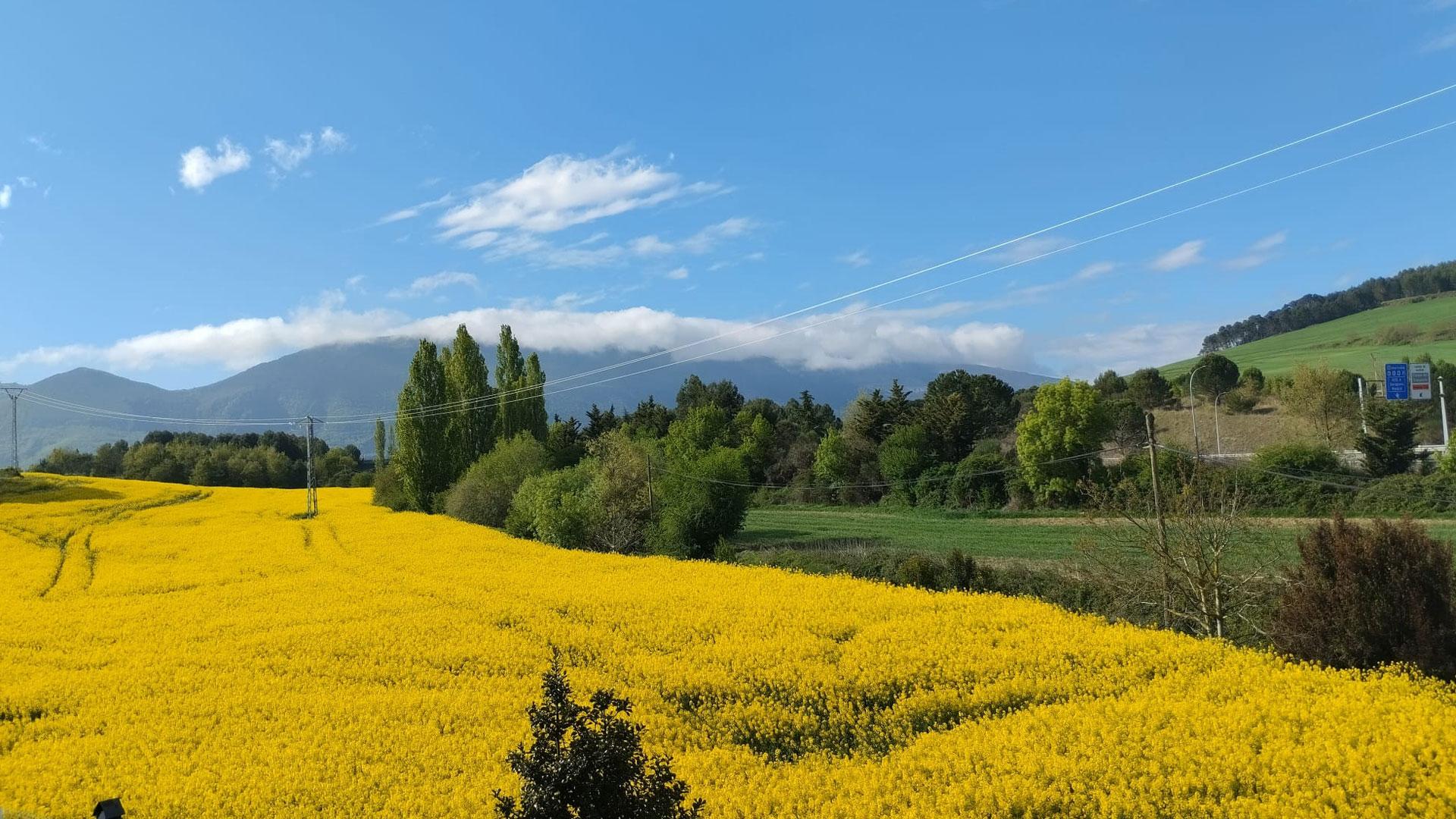 Vídeo de los campos de colza en flor en Navarra
