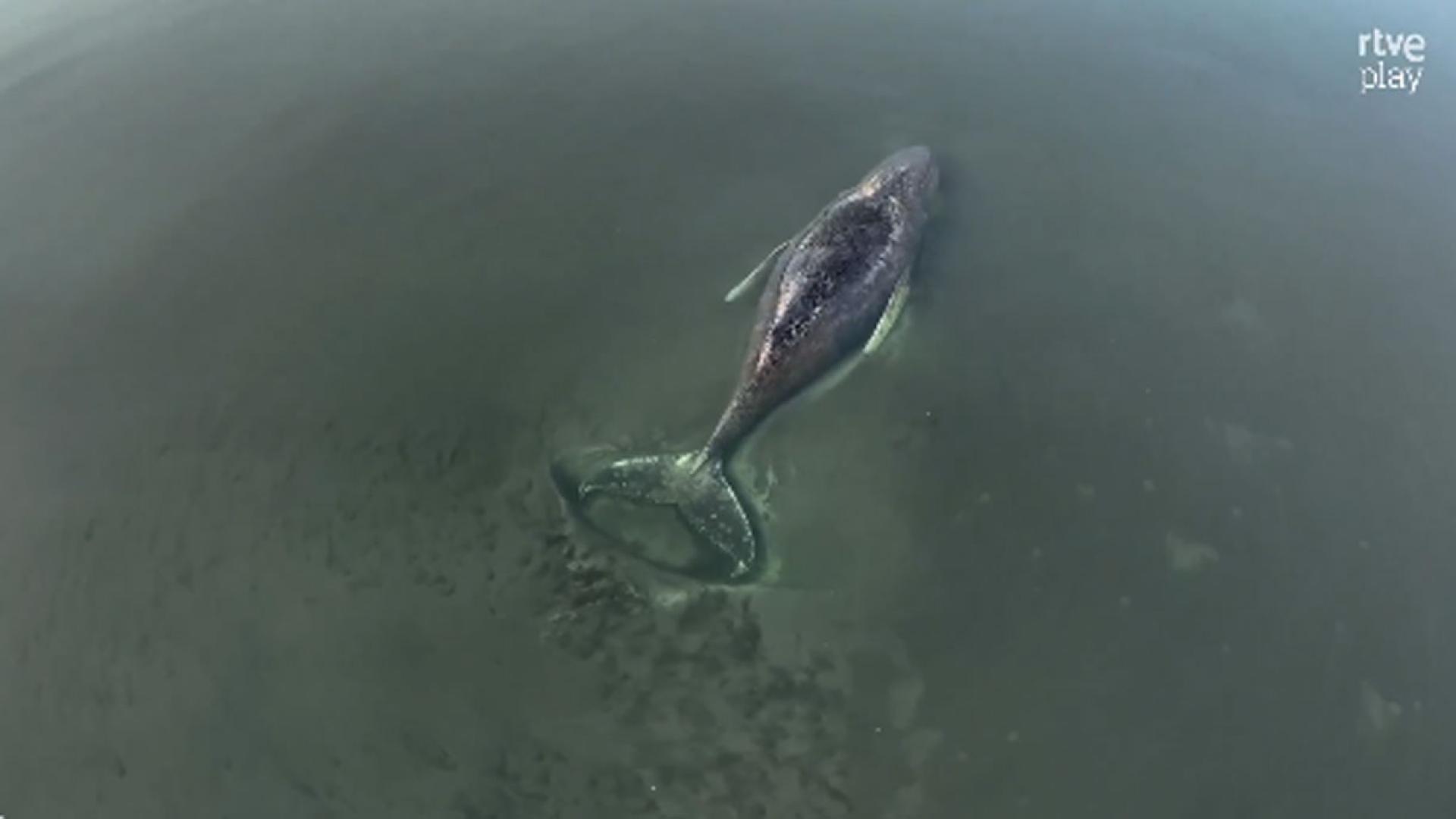 ballena