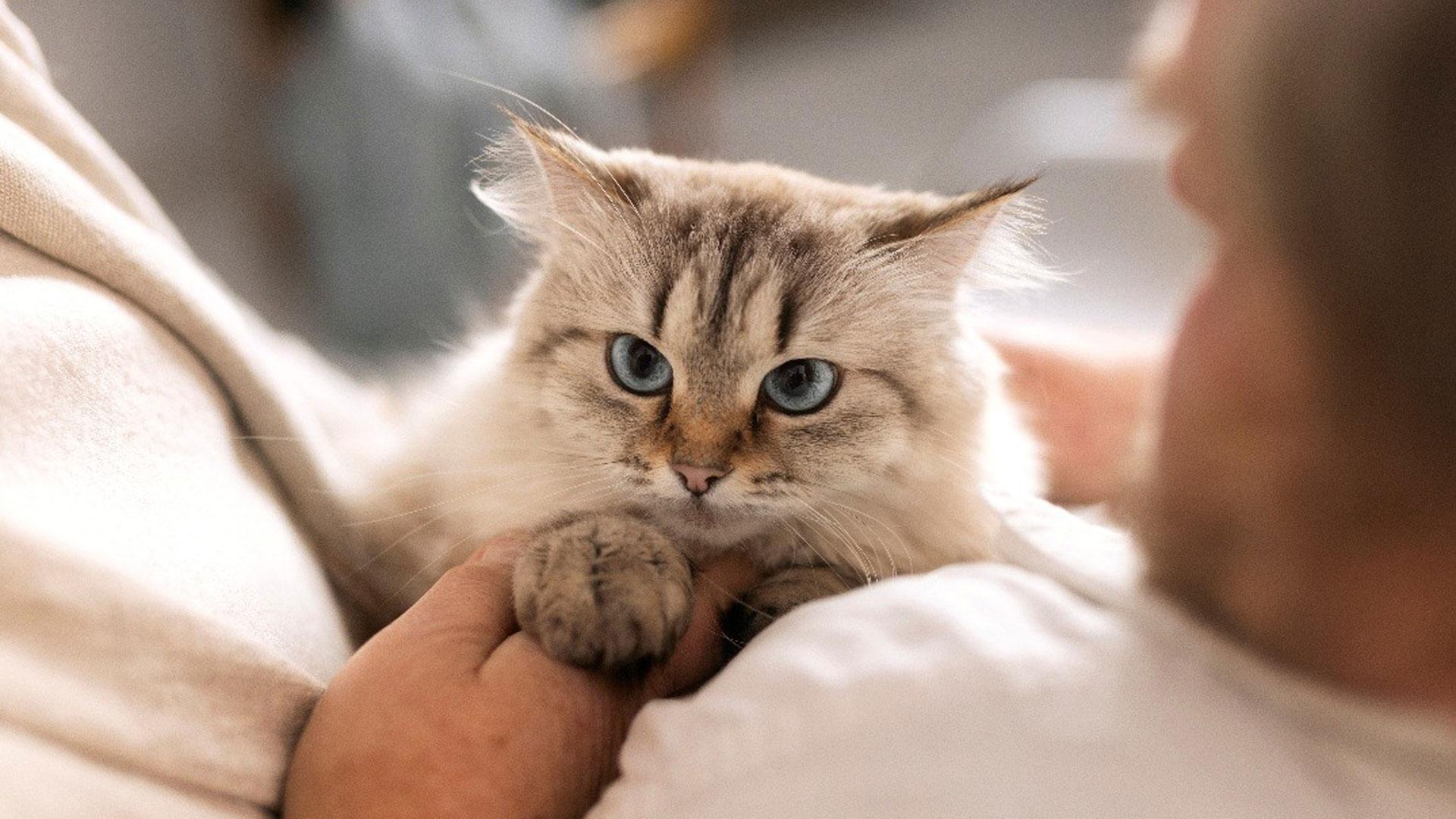Un hombre acariciando a su gato
