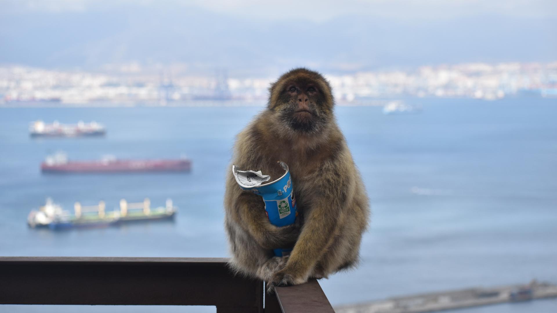 Monos de Gibraltar