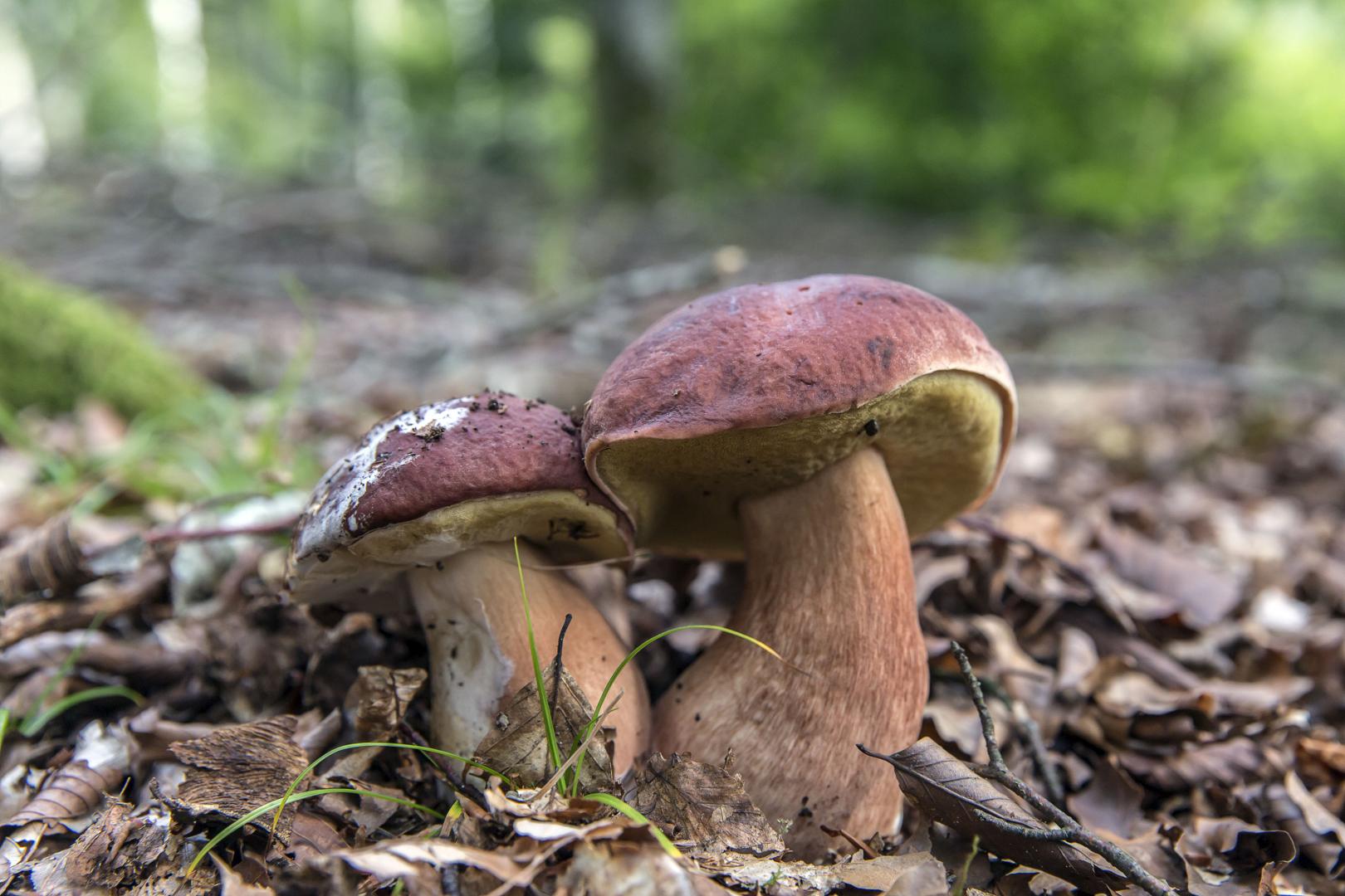 Dos 'boletus' en un paraje de la vertiente sur de Belate.