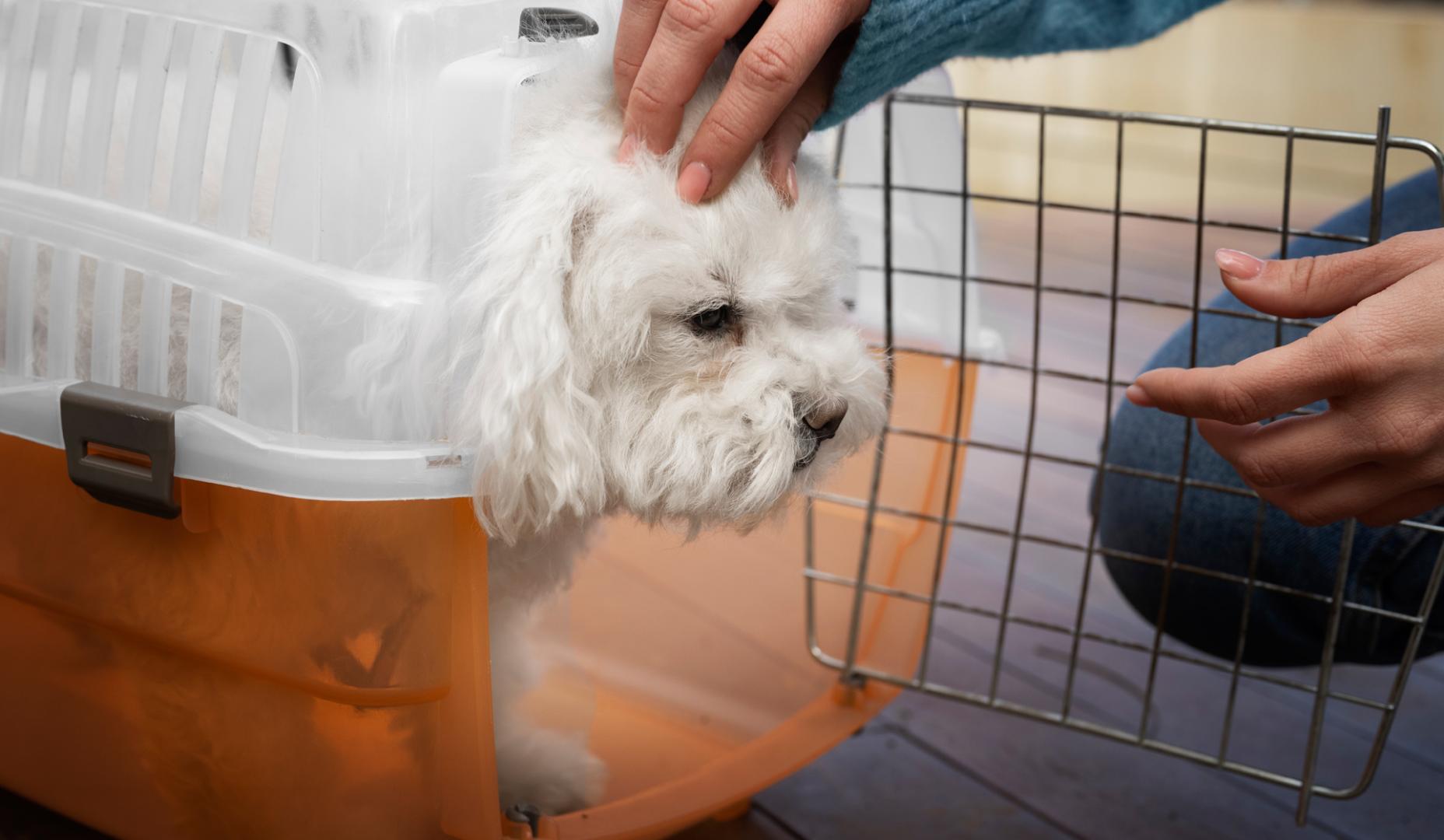 Un perro en su trasportín
