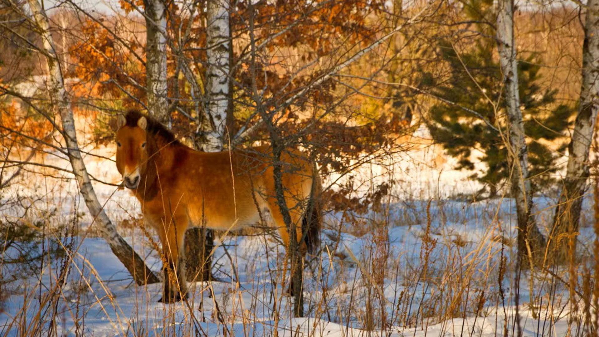 Caballo de Przewalski en la Zona de Exclusión de Chernóbil (Ucrania), enero de 2017