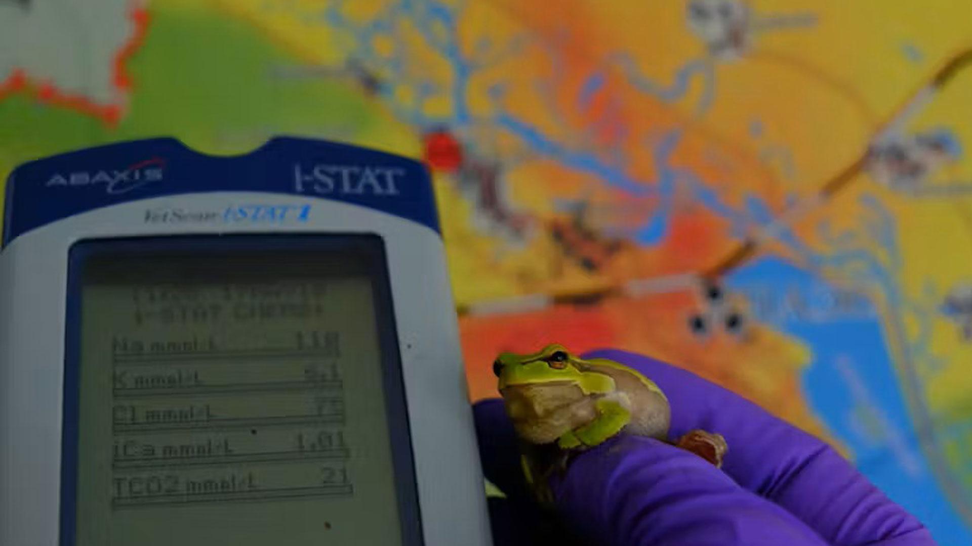 Examen de estado fisiológico en un macho de rana de San Antonio oriental (Hyla orientalis), Zona de Exclusión de Chernóbil, mayo de 2017