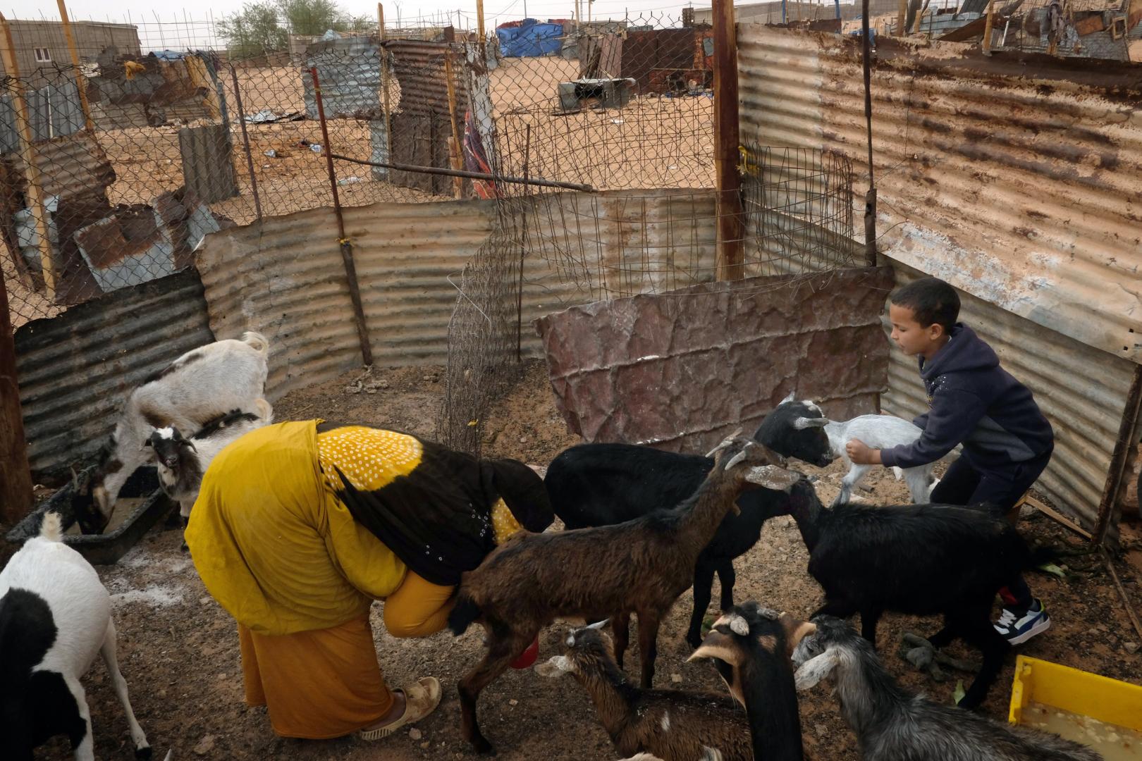 Mohamed ayuda en el cuidado de las cabras antes de ir a la escuela.
