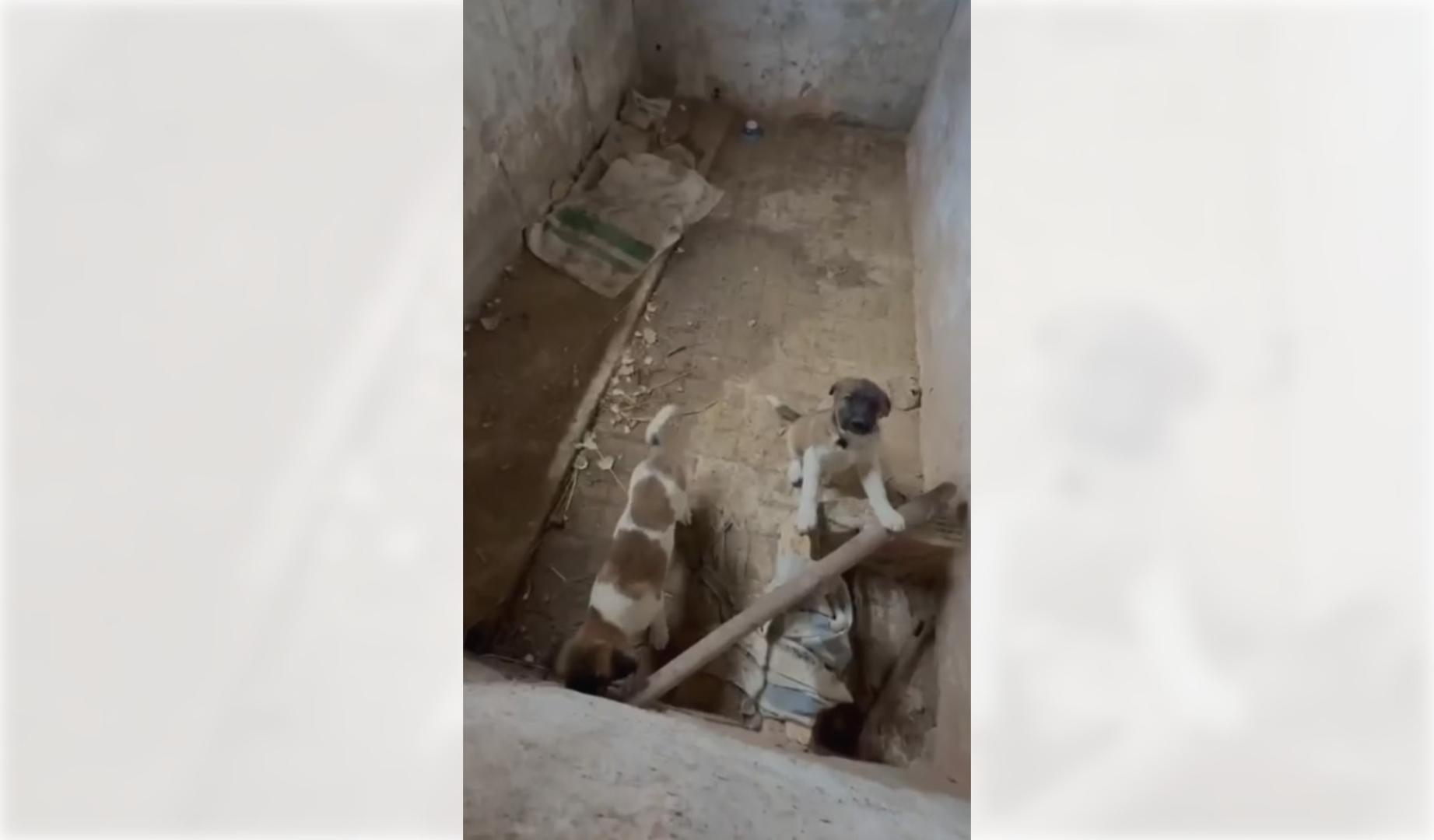 Rescatados dos cachorros de mastín en Fitero