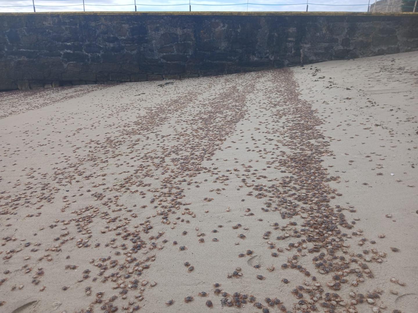 Las playas y rocas de las islas Cíes, Ons, Sálvora y ocasionalmente Cortegada han sido escenario esta semana de un fenómeno visual impactante por la llegada de miles de pequeños cangrejos patudos que fueron arrastrados por la marea hasta la orilla.
