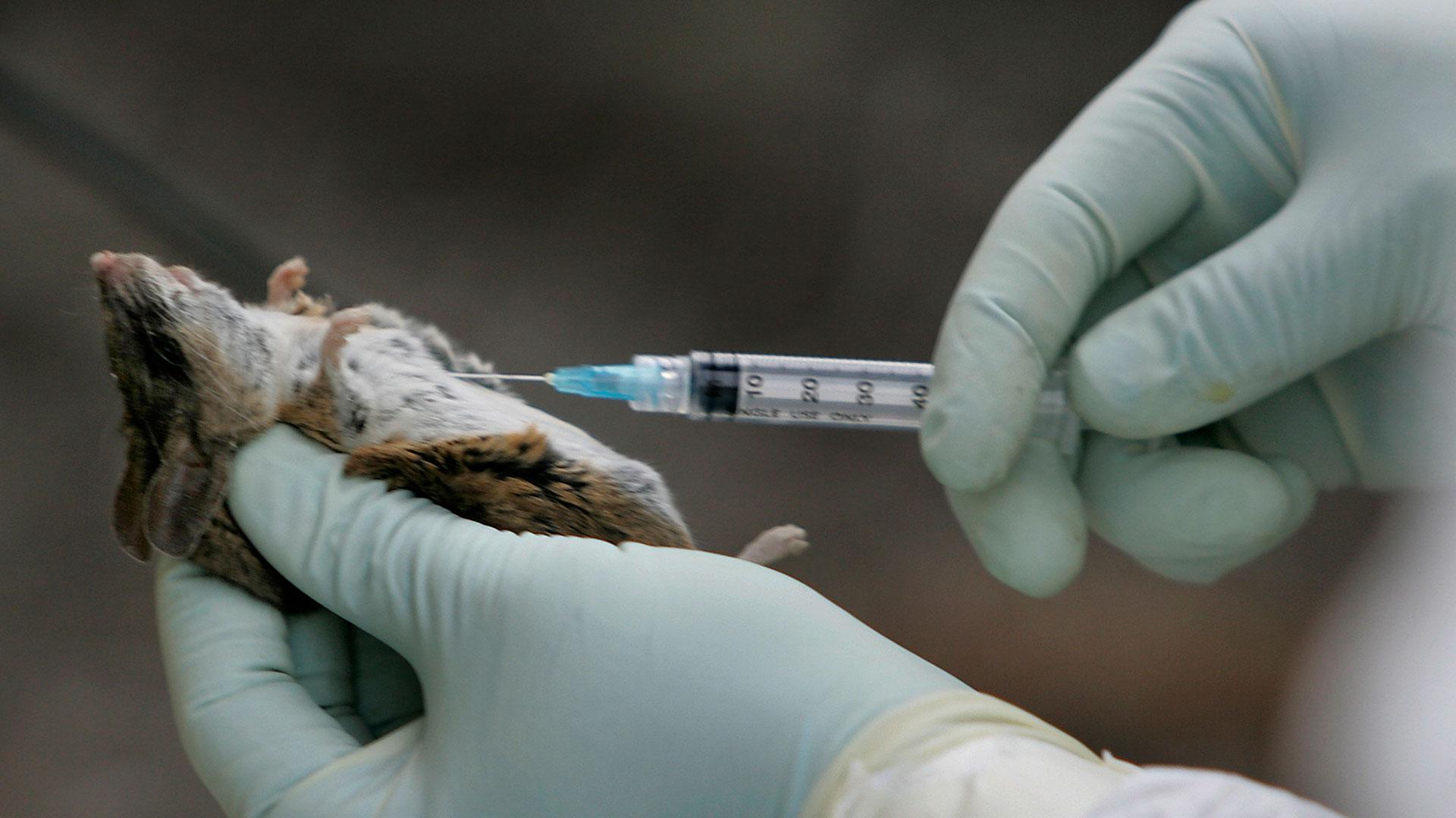 Agentes de control de vectores del condado de San Diego (EE UU) analizan ratones en la Reserva Estatal Torrey Pines para detectar el hantavirus
