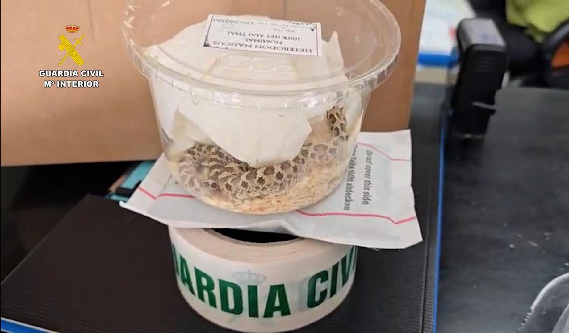 Interceptado el envío irregular de una serpiente desde Málaga a Navarra a través de una empresa de paquetería