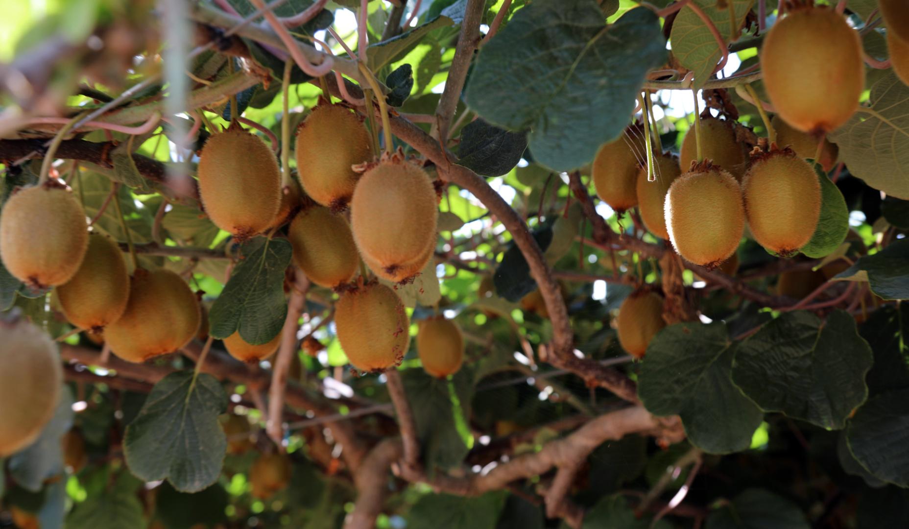 Kiwis en la planta