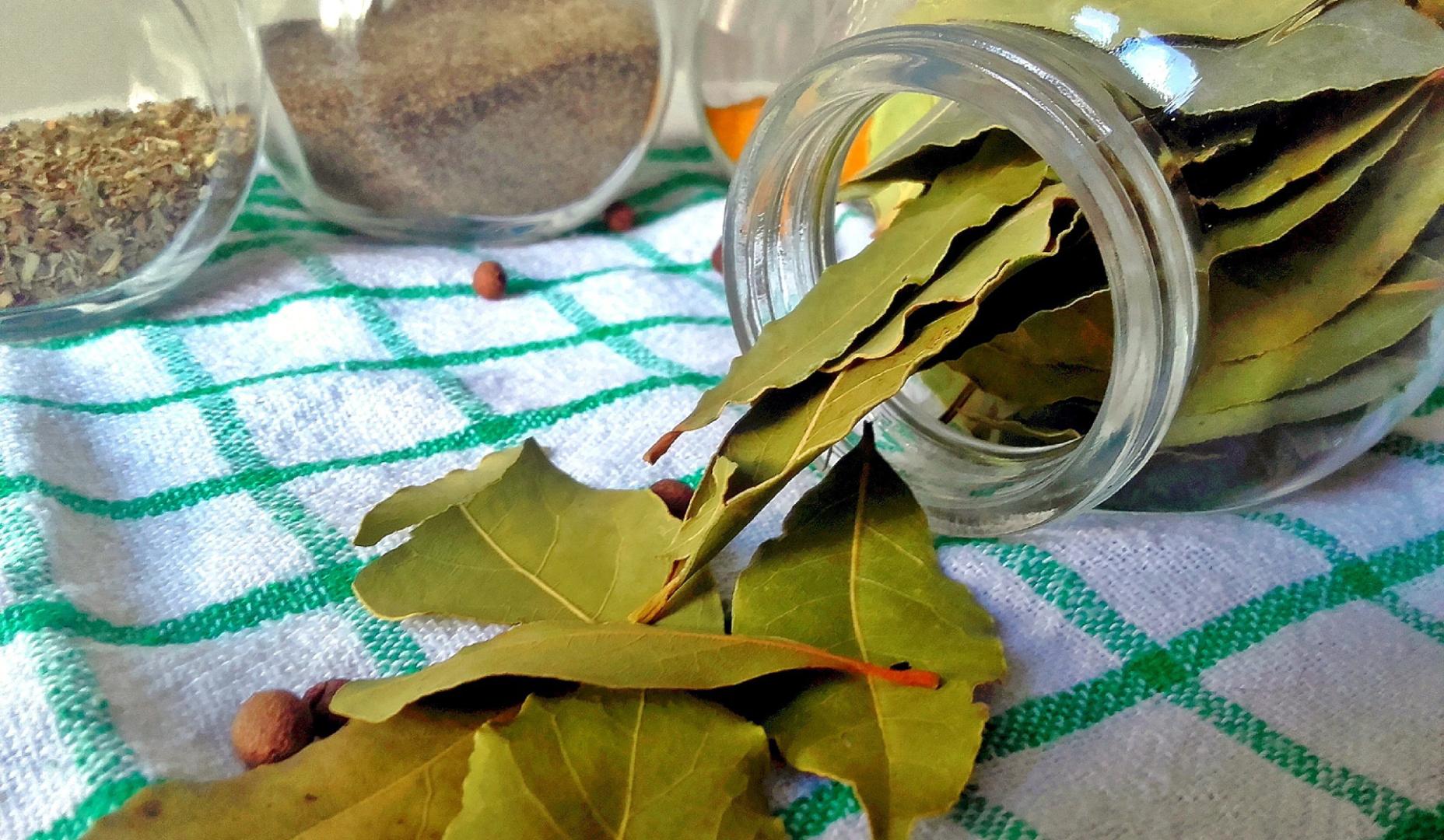 Hojas de laurel