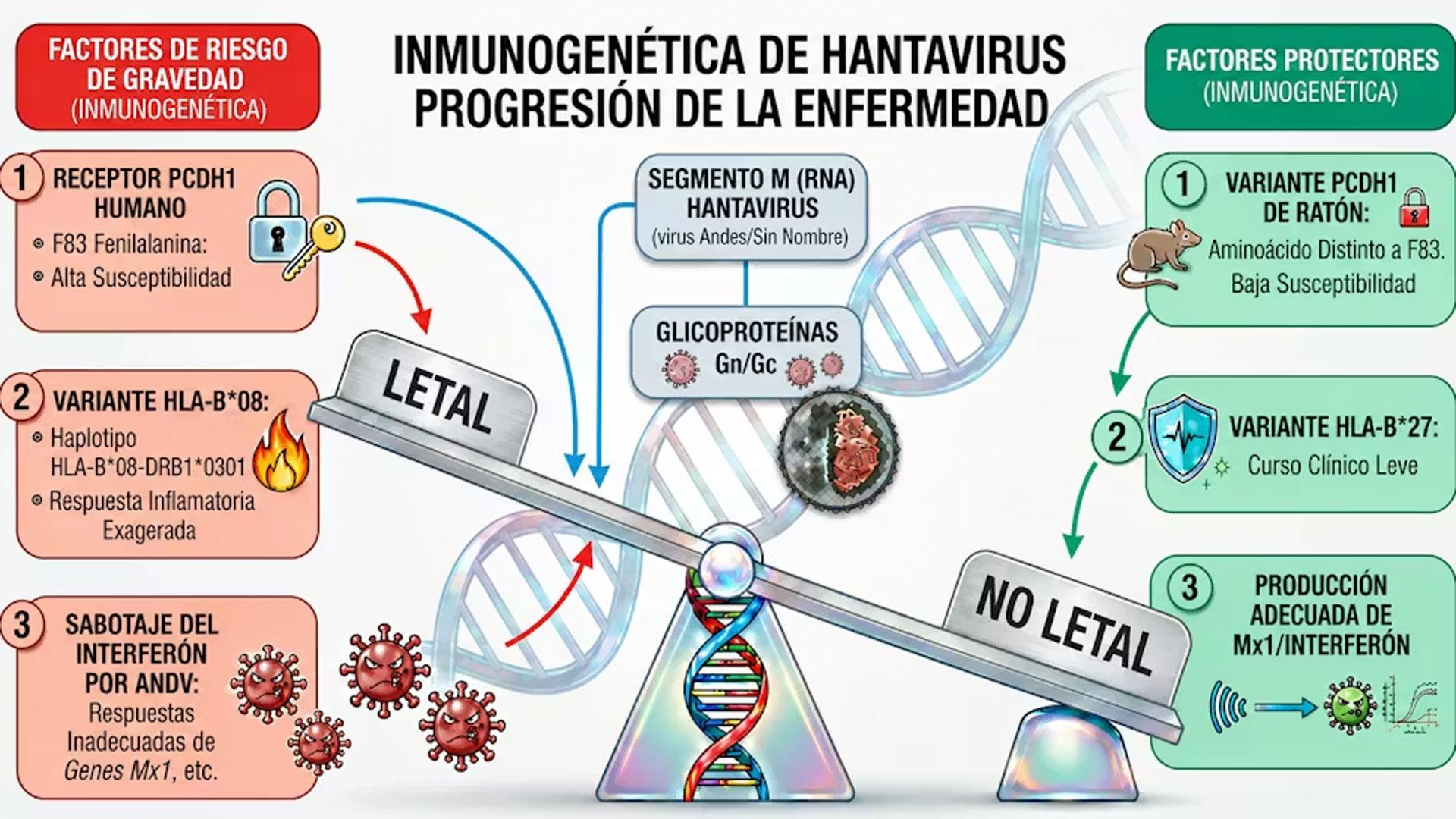 Representación del equilibrio inmunogenético que controla la respuesta inmunitaria frente al hantavirus Andes, que determina el nivel de gravedad de la enfermedad