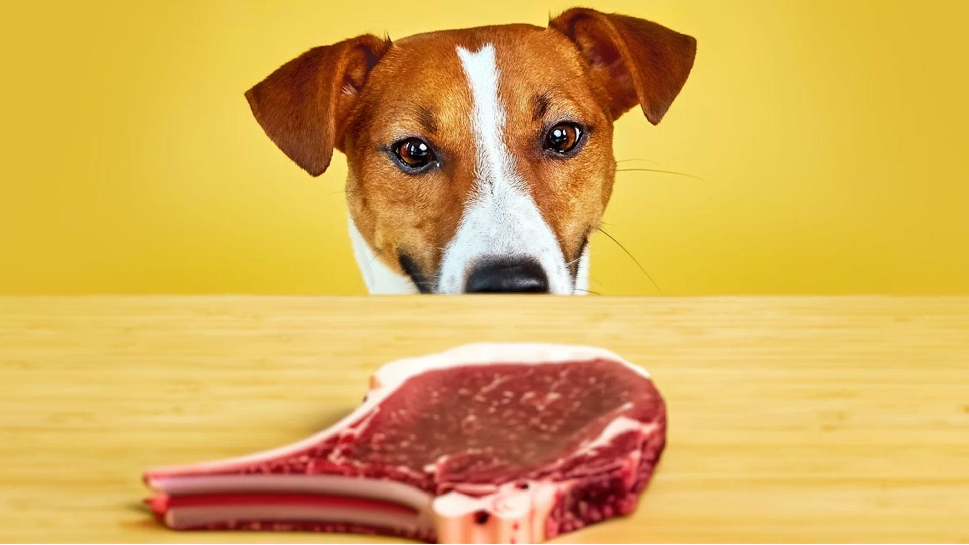 Un perro mirando un filete