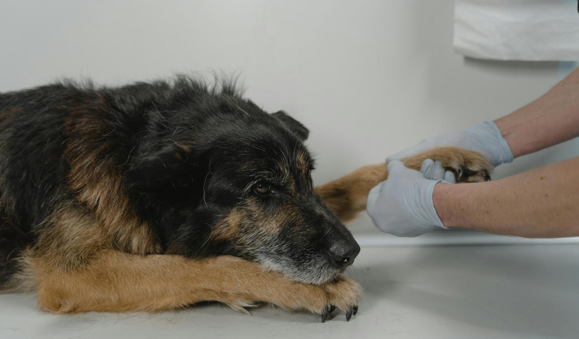 Imagen de archivo de un perro en el veterinario