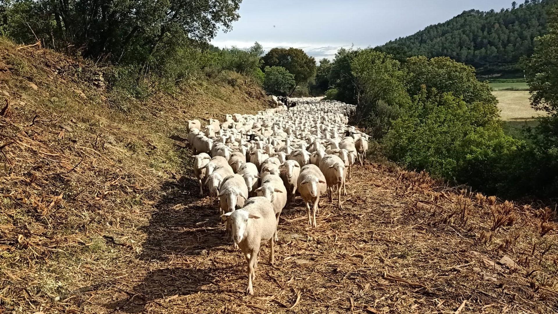 Un rebaño de ovejas